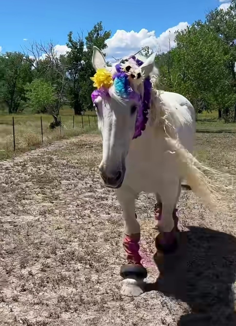 Brave Hearts & Hooves: Creating A Home Where Horses Run Free campaign photo, 7 of 8