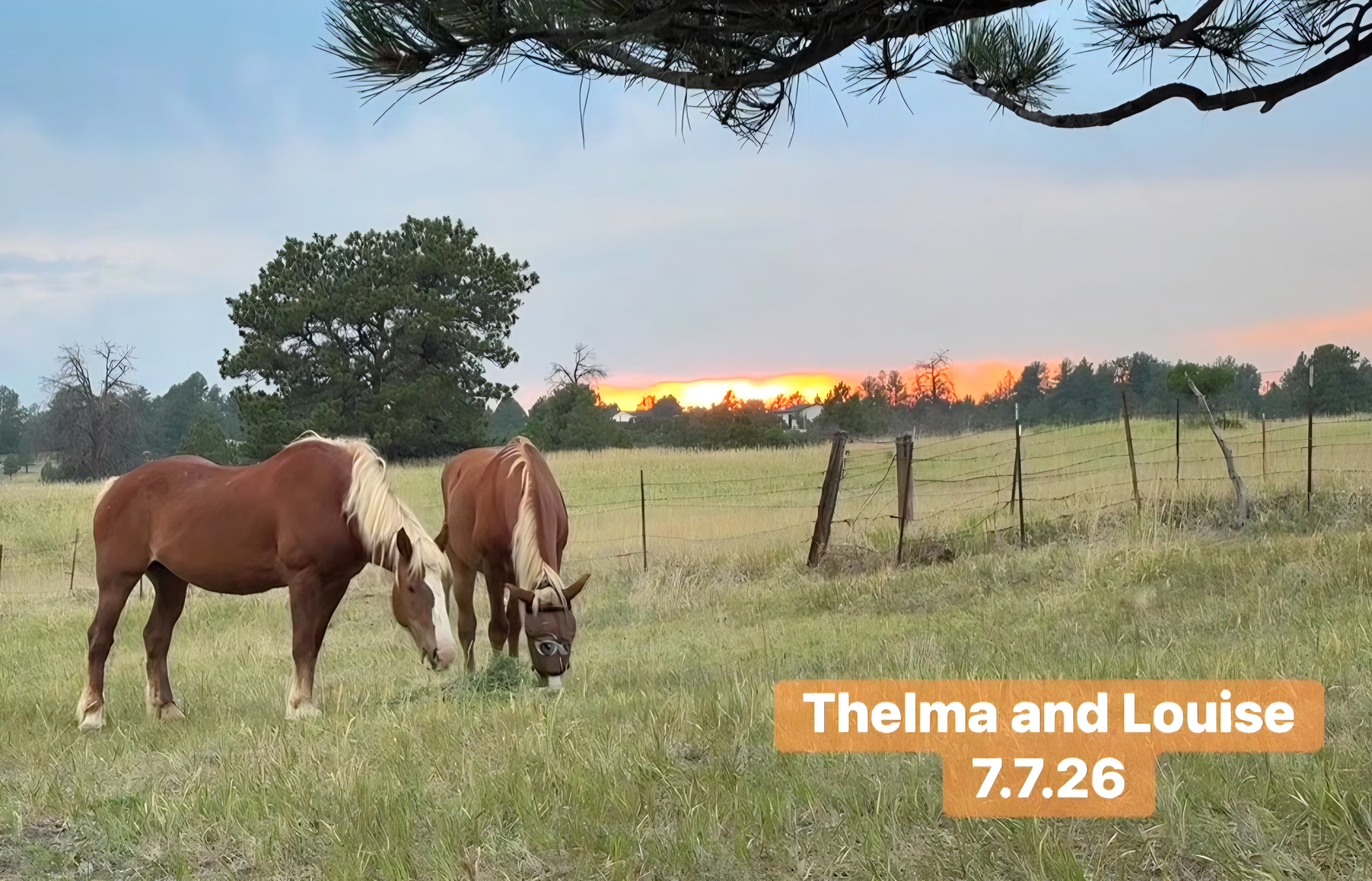 Brave Hearts & Hooves: Creating A Home Where Horses Run Free campaign photo, 2 of 8
