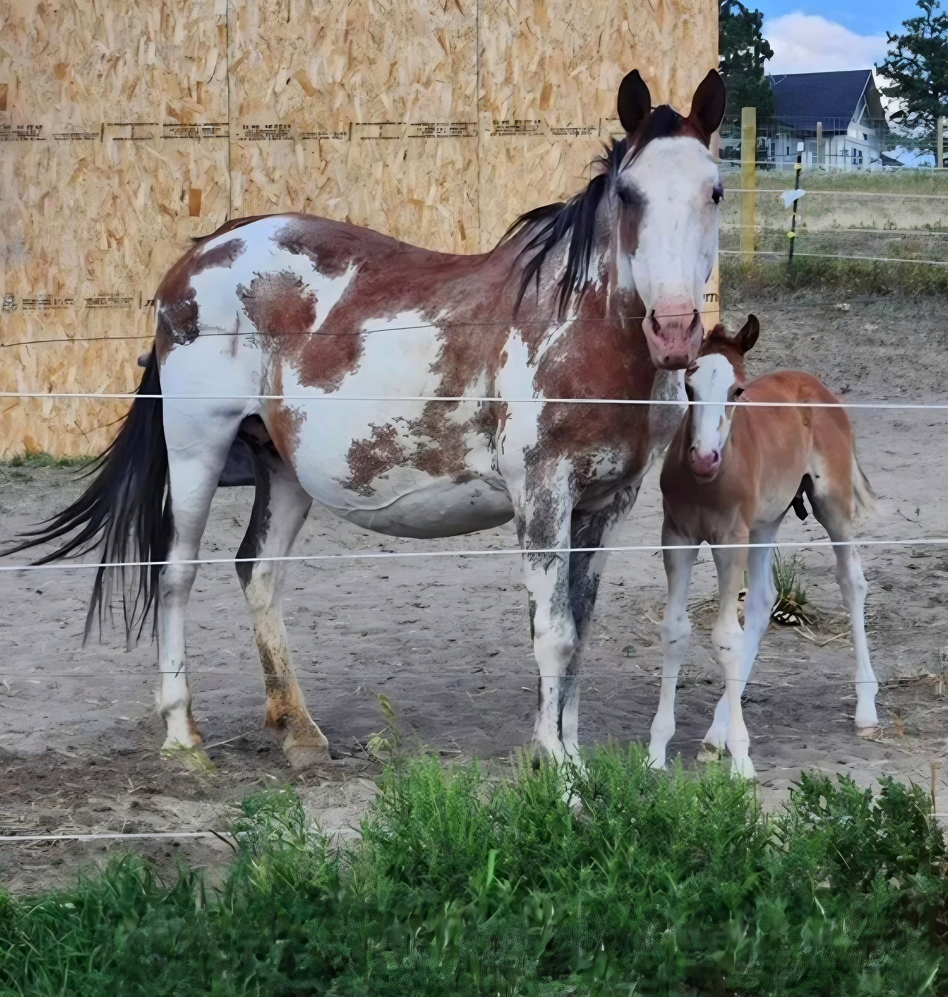 Brave Hearts & Hooves: Creating A Home Where Horses Run Free campaign photo, 5 of 8