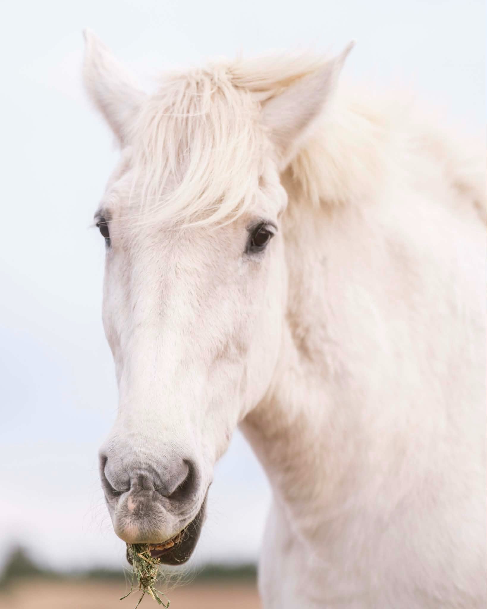 Brave Hearts & Hooves: Creating A Home Where Horses Run Free campaign photo, 6 of 8