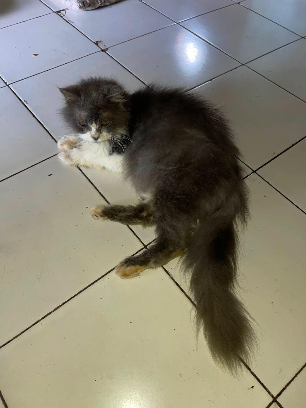 Help Halimah care for 80 rescue cats in Medan, Indonesia campaign photo, 7 of 8