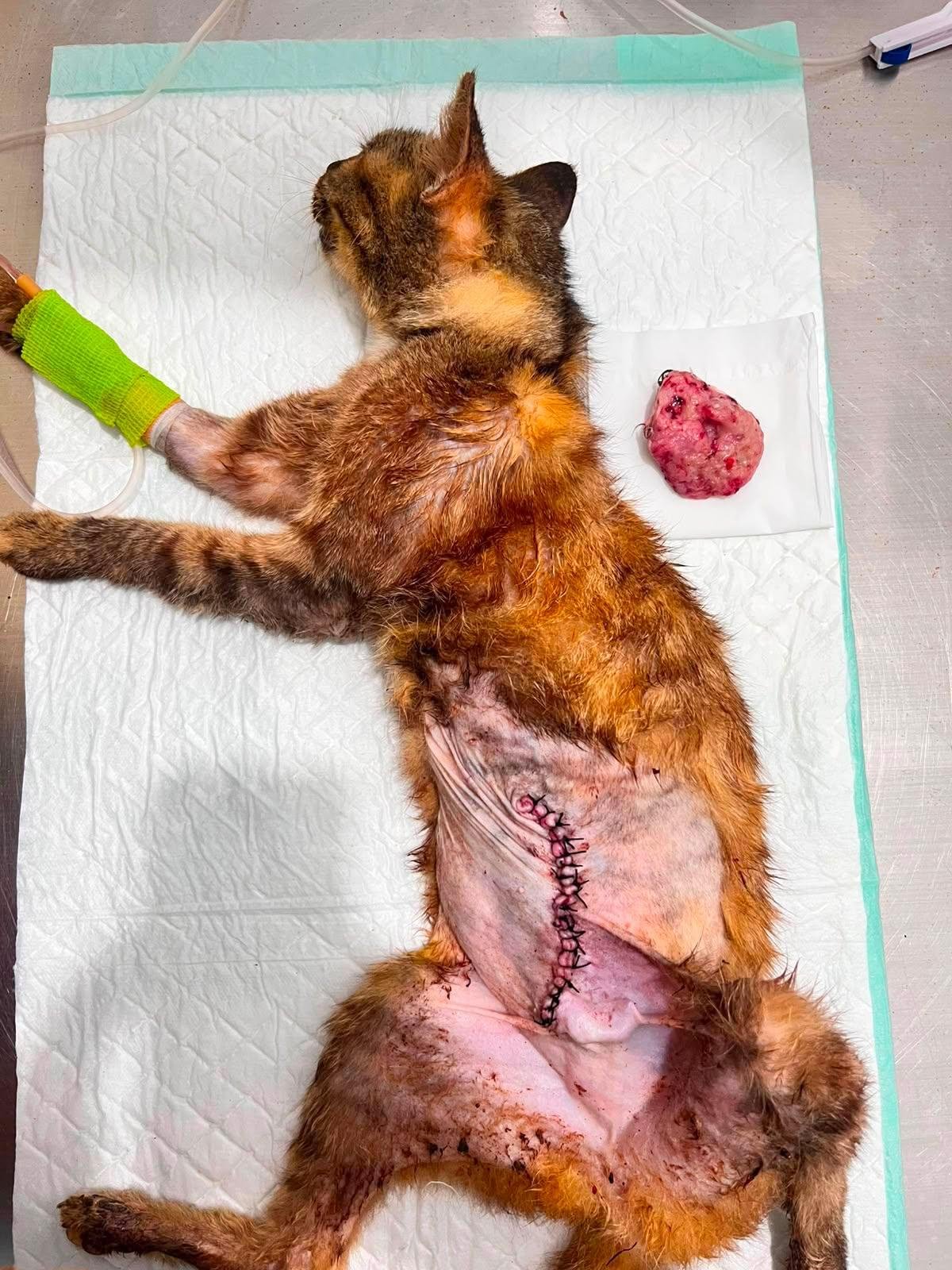 Help Halimah care for 80 rescue cats in Medan, Indonesia campaign photo, 2 of 8