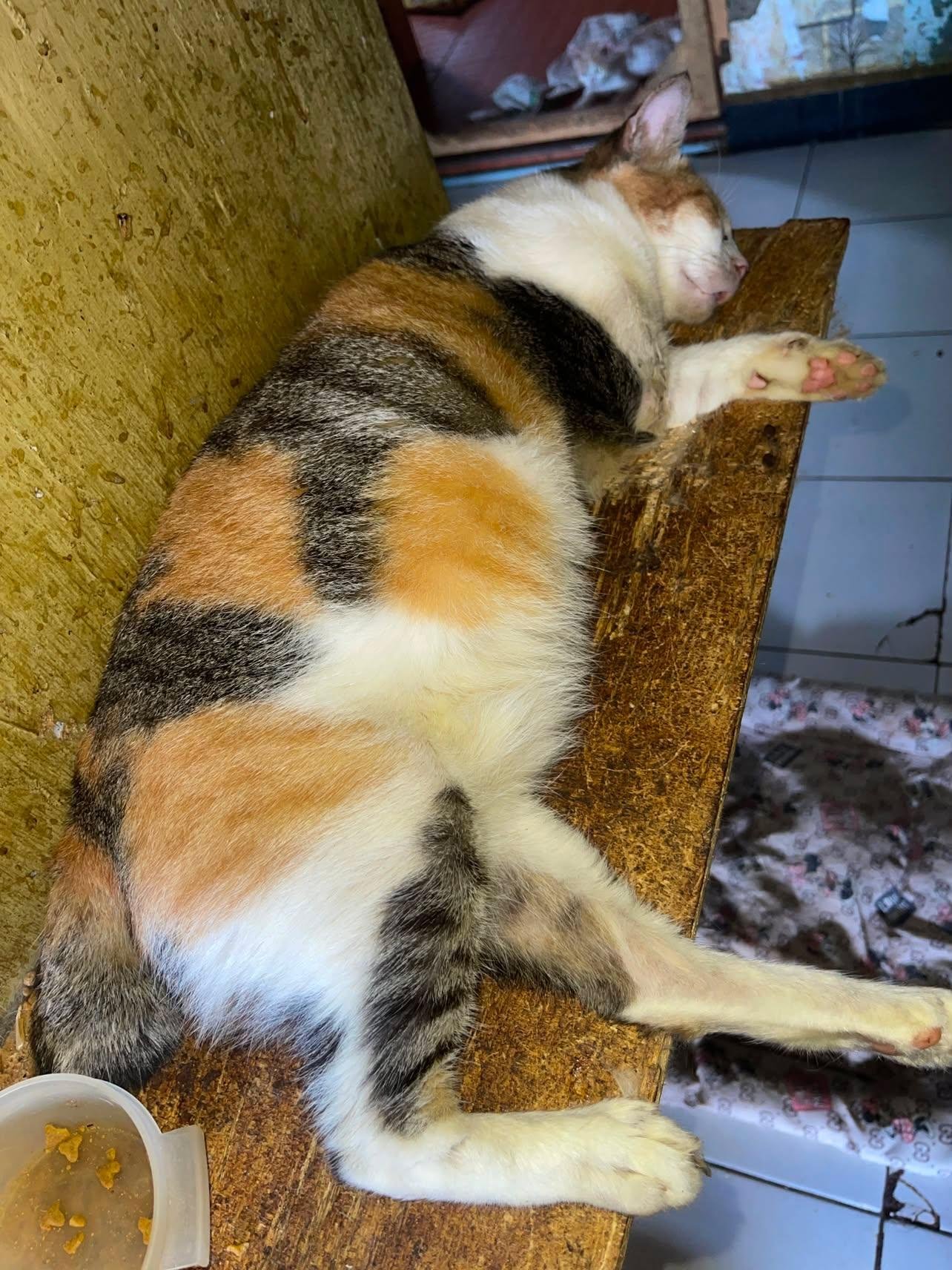 Help Halimah care for 80 rescue cats in Medan, Indonesia campaign photo, 6 of 8