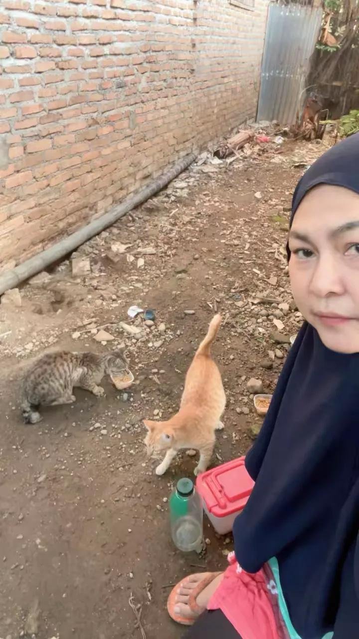 Help Halimah care for 80 rescue cats in Medan, Indonesia campaign photo, 4 of 8