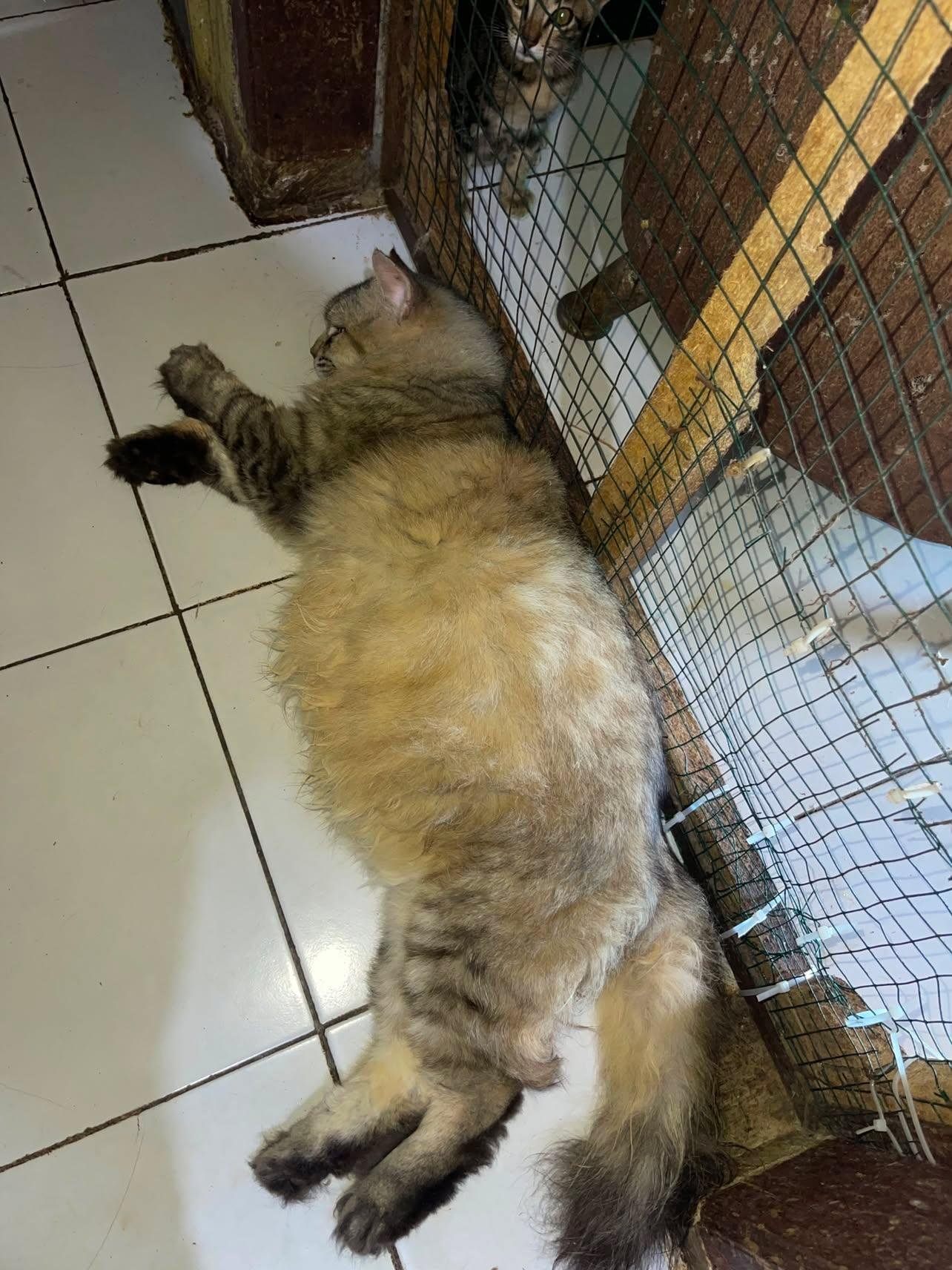 Help Halimah care for 80 rescue cats in Medan, Indonesia campaign photo, 5 of 8