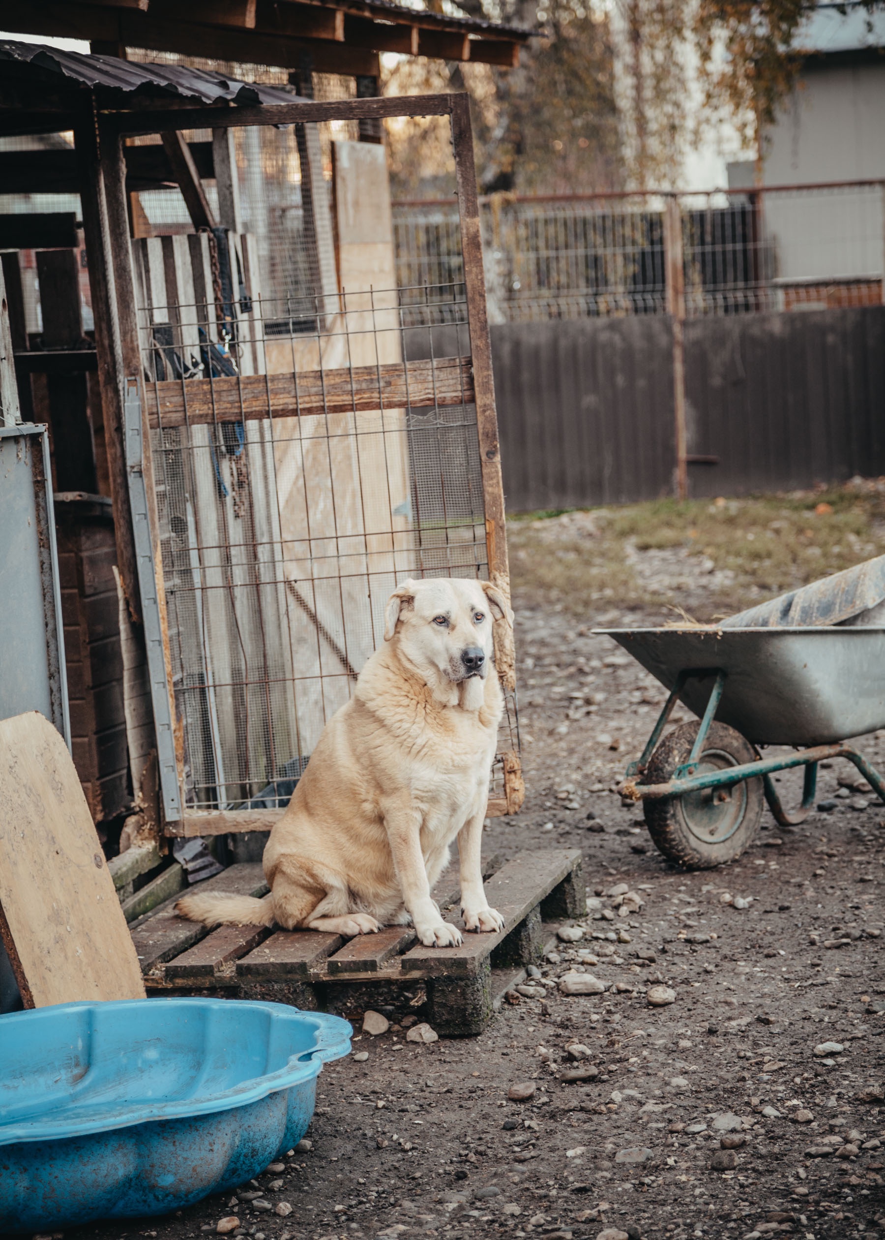 Gesundheitscheck für alle Tierheimhunde campaign photo, 4 of 8