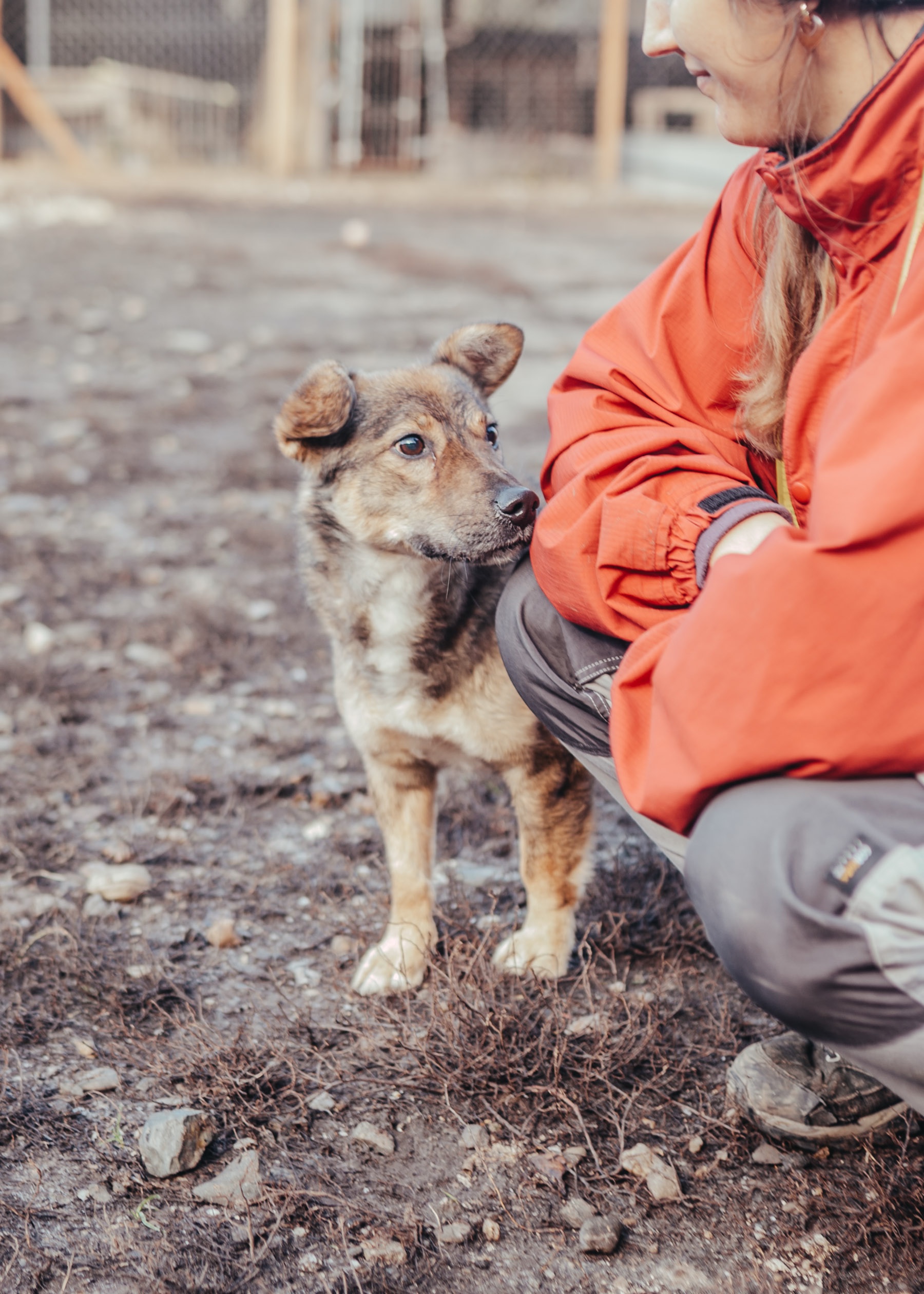 Gesundheitscheck für alle Tierheimhunde campaign photo, 6 of 8