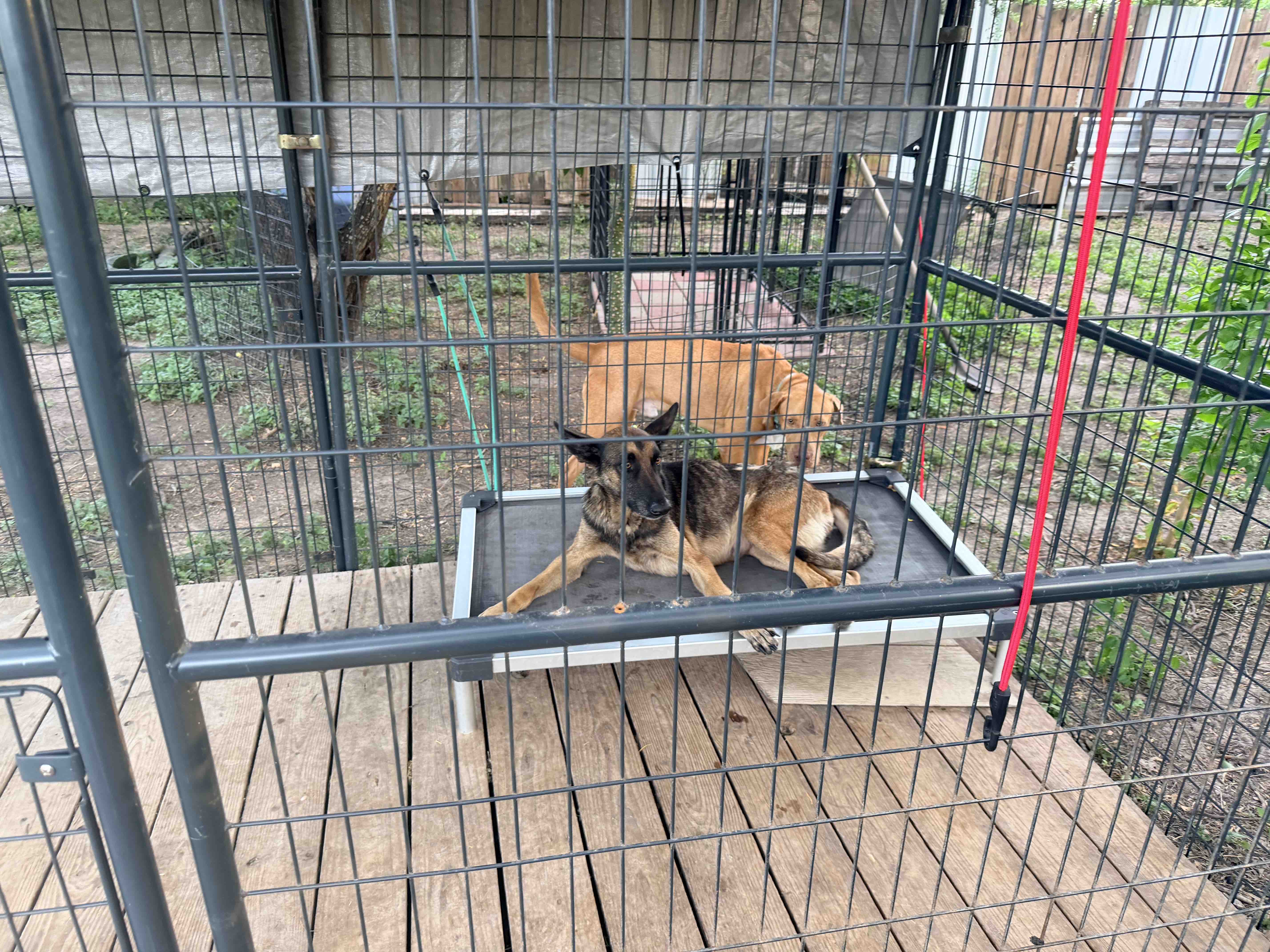 Support Safe Haven Dog Ranch's Mission of Hope campaign photo, 8 of 9