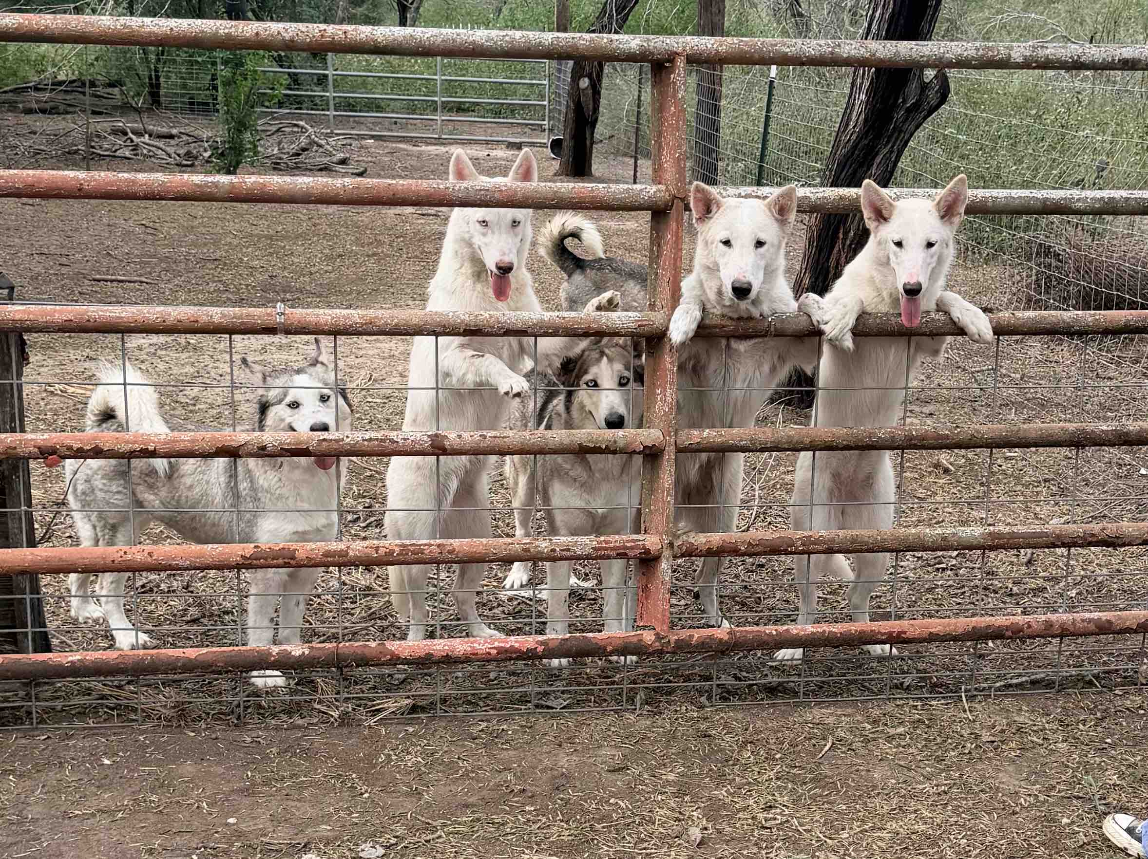 Support Safe Haven Dog Ranch's Mission of Hope campaign photo, 4 of 9
