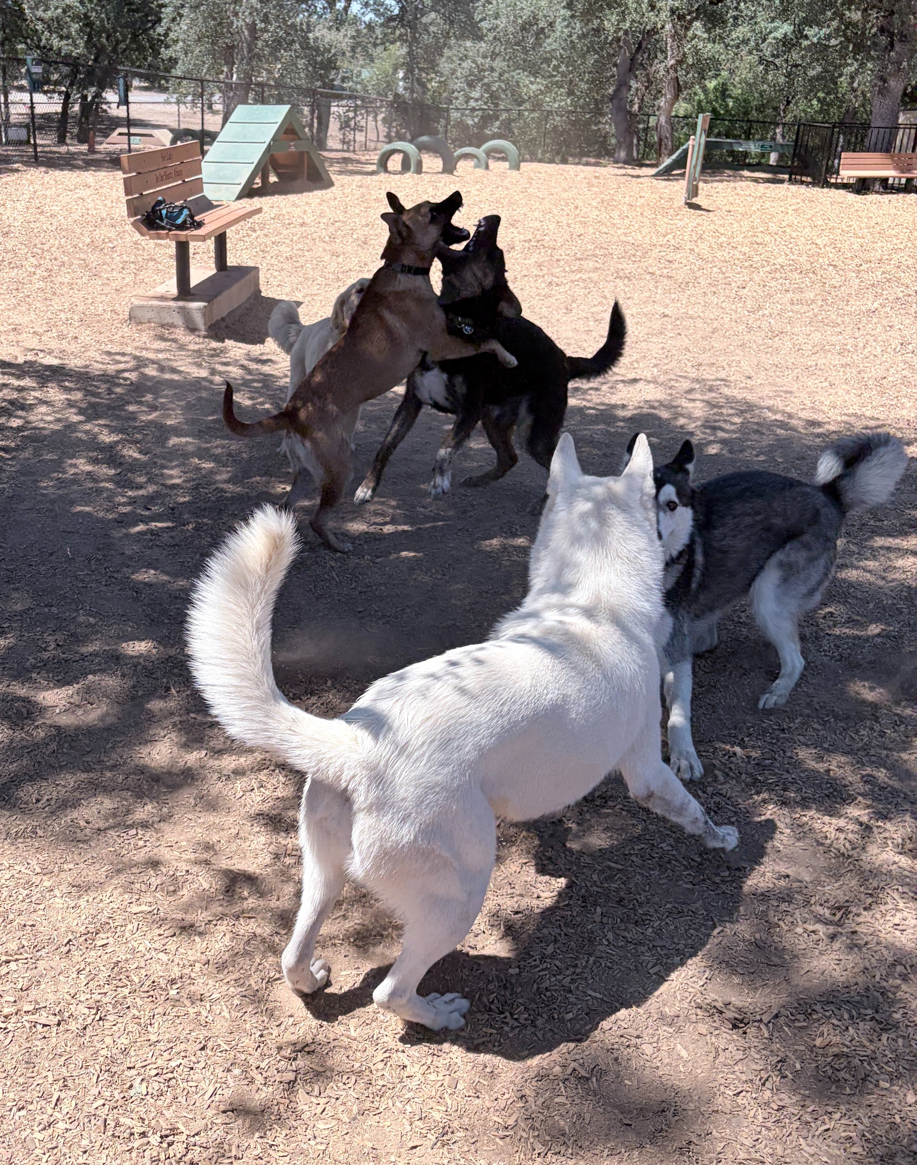 Make a Splash at RRuff Dog Park campaign photo, 6 of 8