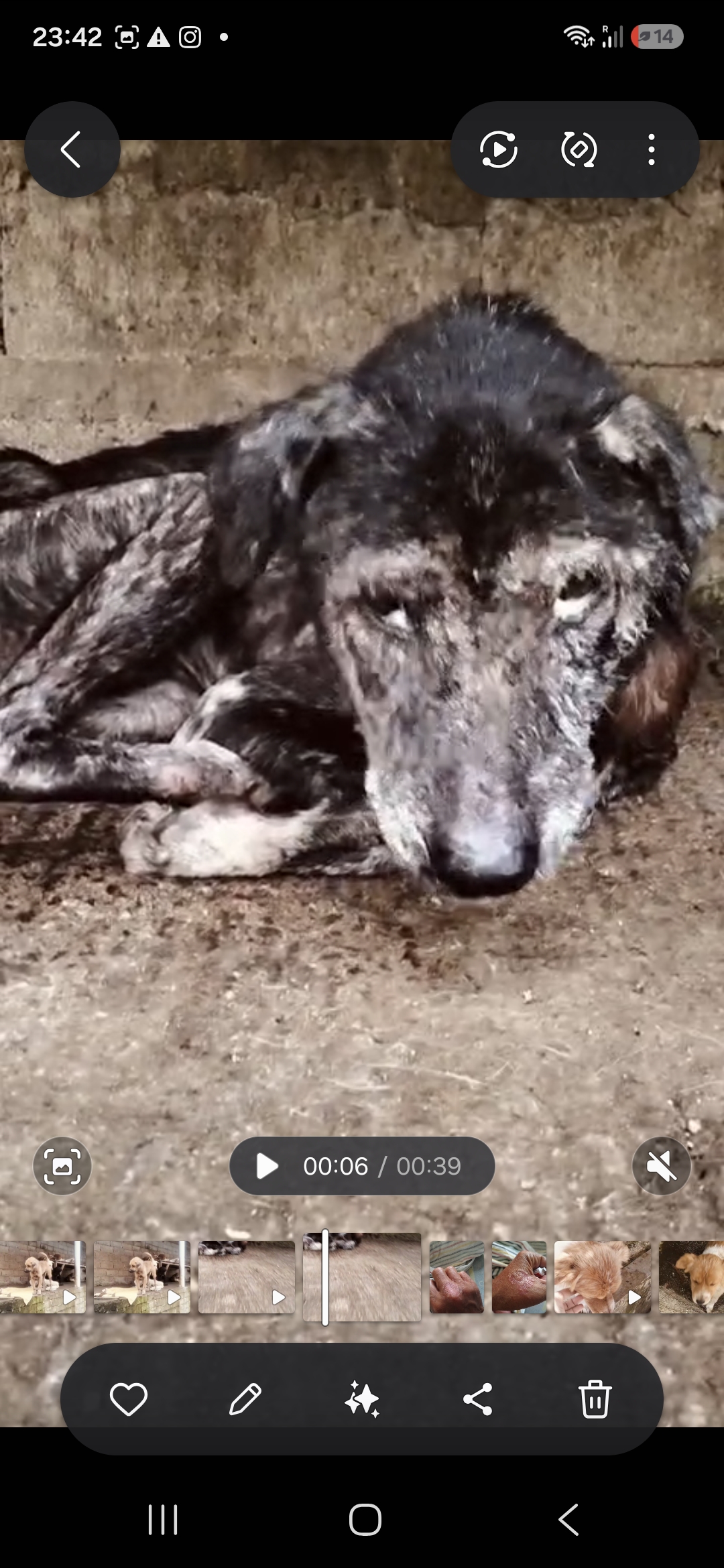 Notstätte für Notfelle: Spende für eine Oase für Balidogs campaign photo, 6 of 13