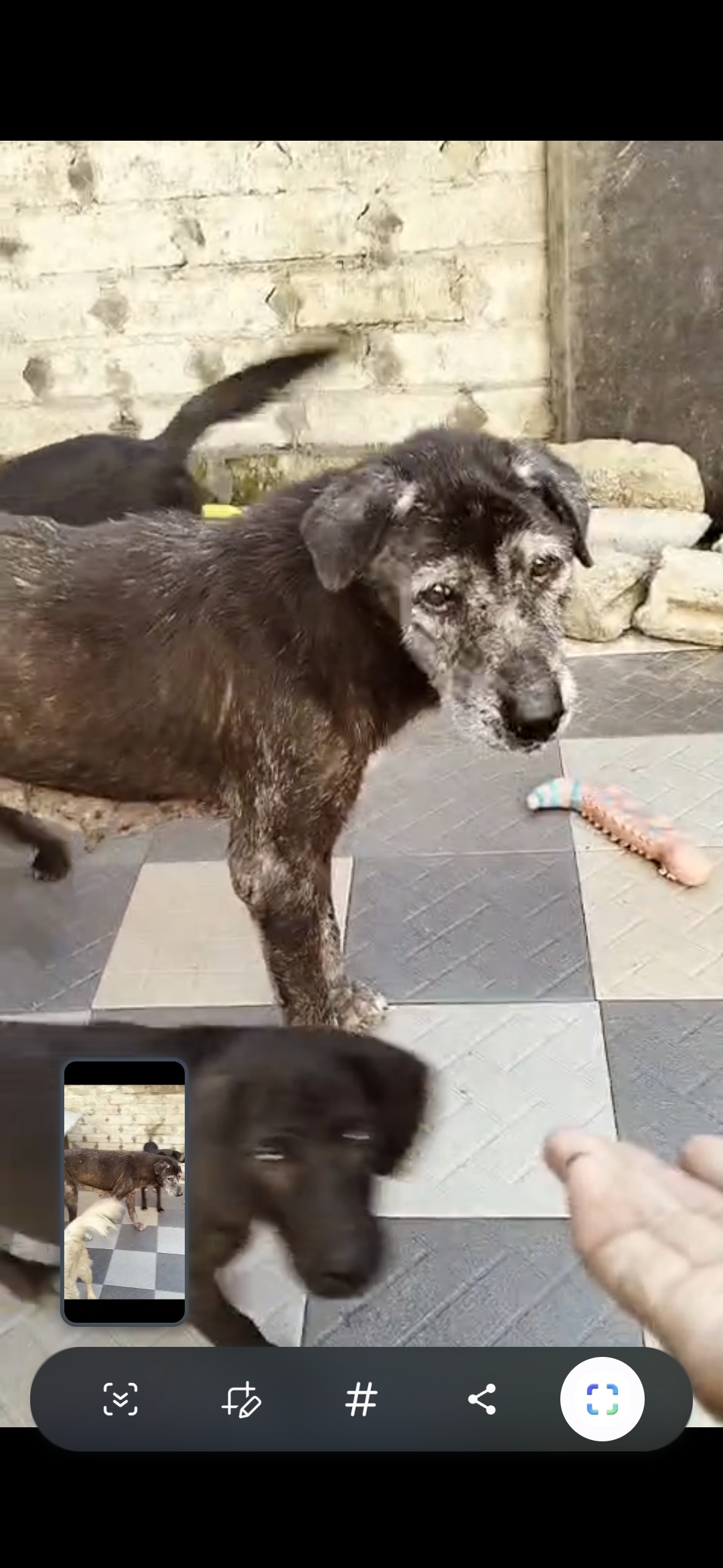 Notstätte für Notfelle: Spende für eine Oase für Balidogs campaign photo, 7 of 13