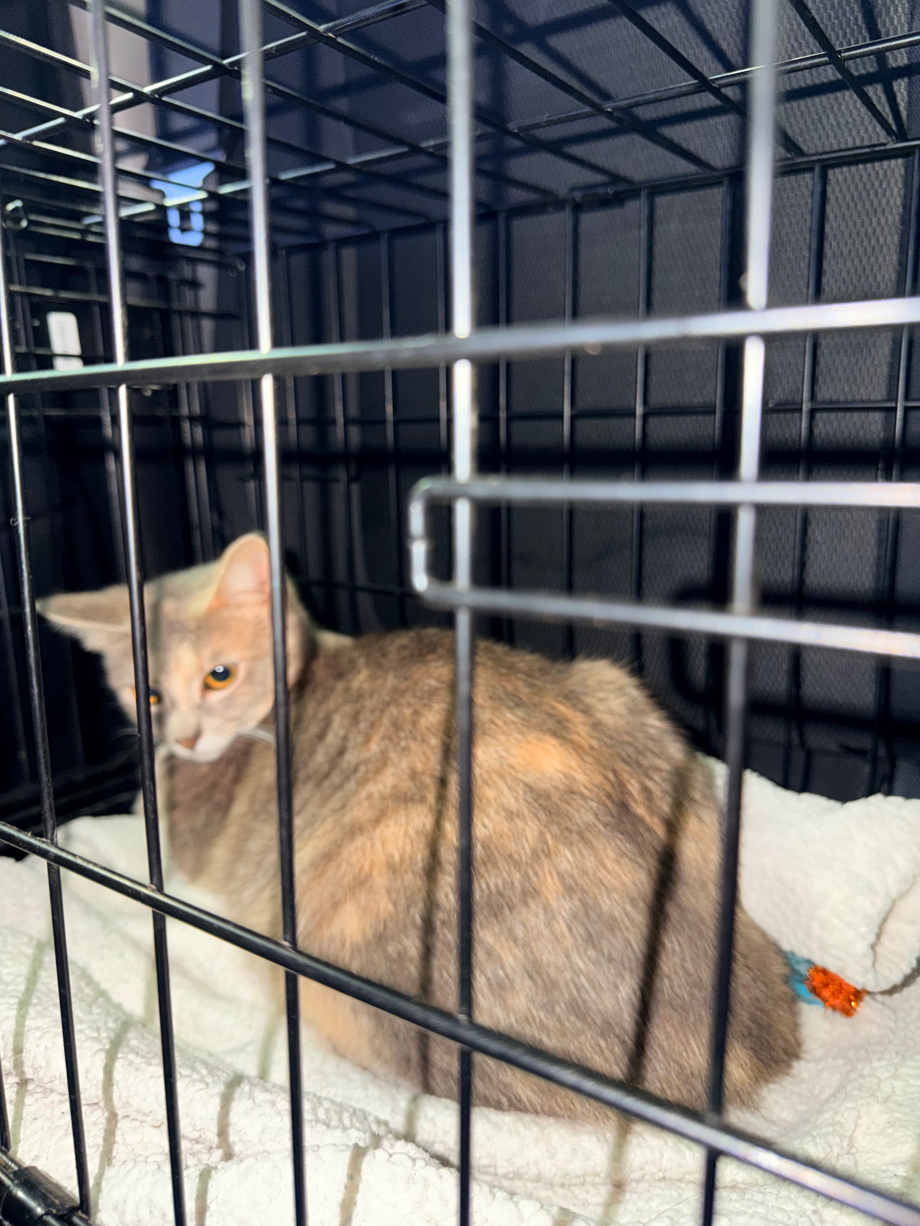 Give Abandoned Cats a FurEver Chance campaign photo, 2 of 6