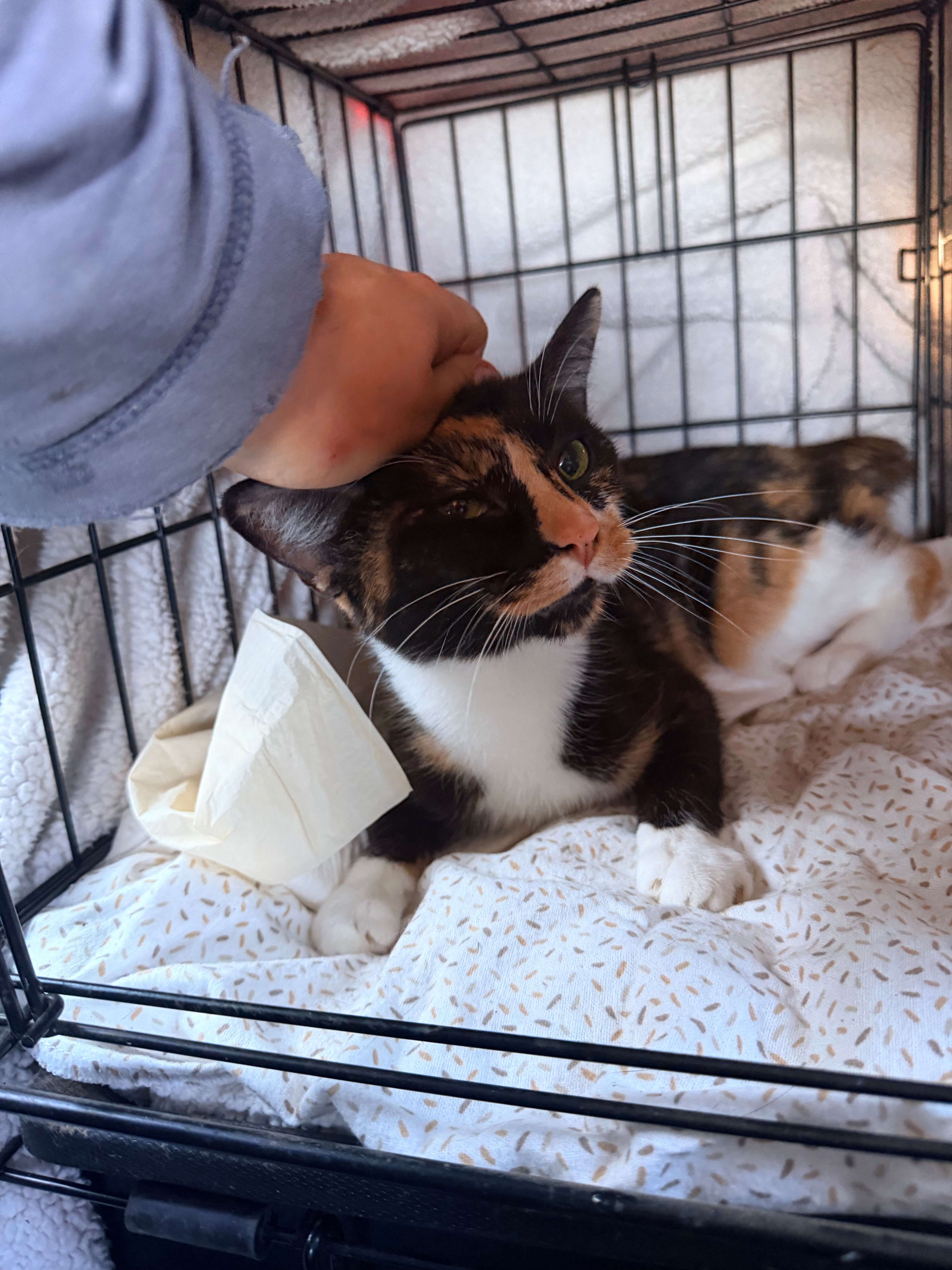 Give Abandoned Cats a FurEver Chance campaign photo, 4 of 6
