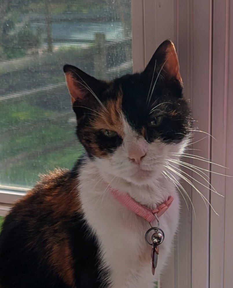 Support Saffron’s Healing Journey campaign photo, 7 of 8
