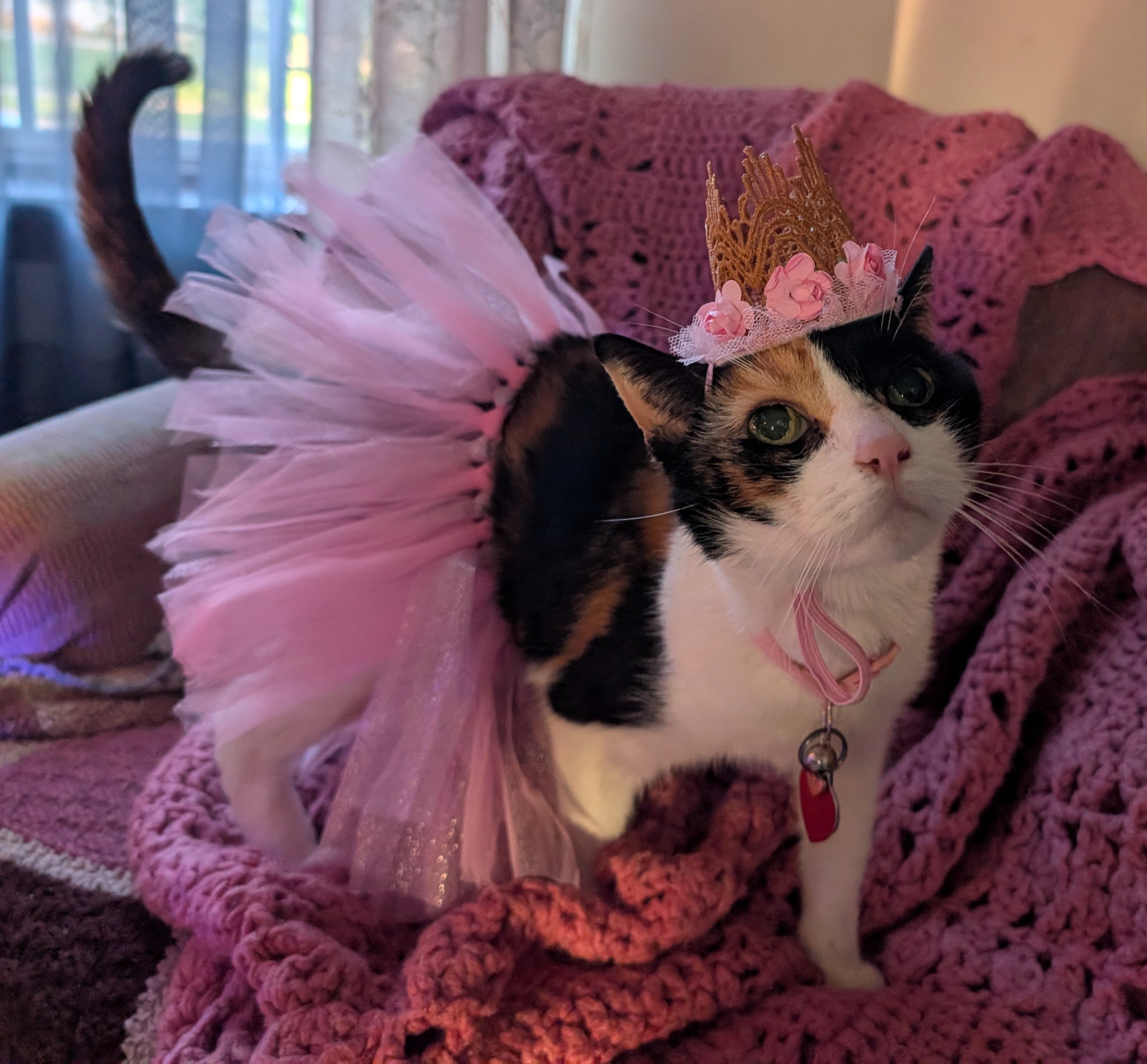 Support Saffron’s Healing Journey campaign photo, 5 of 8