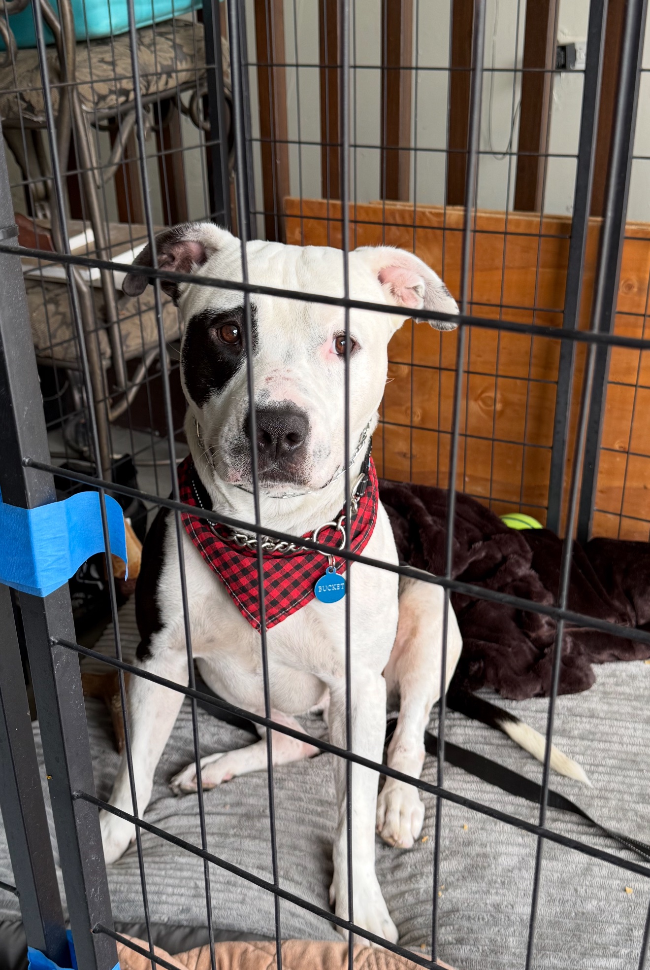 Help Bucket Get the Training He Deserves campaign photo, 2 of 5