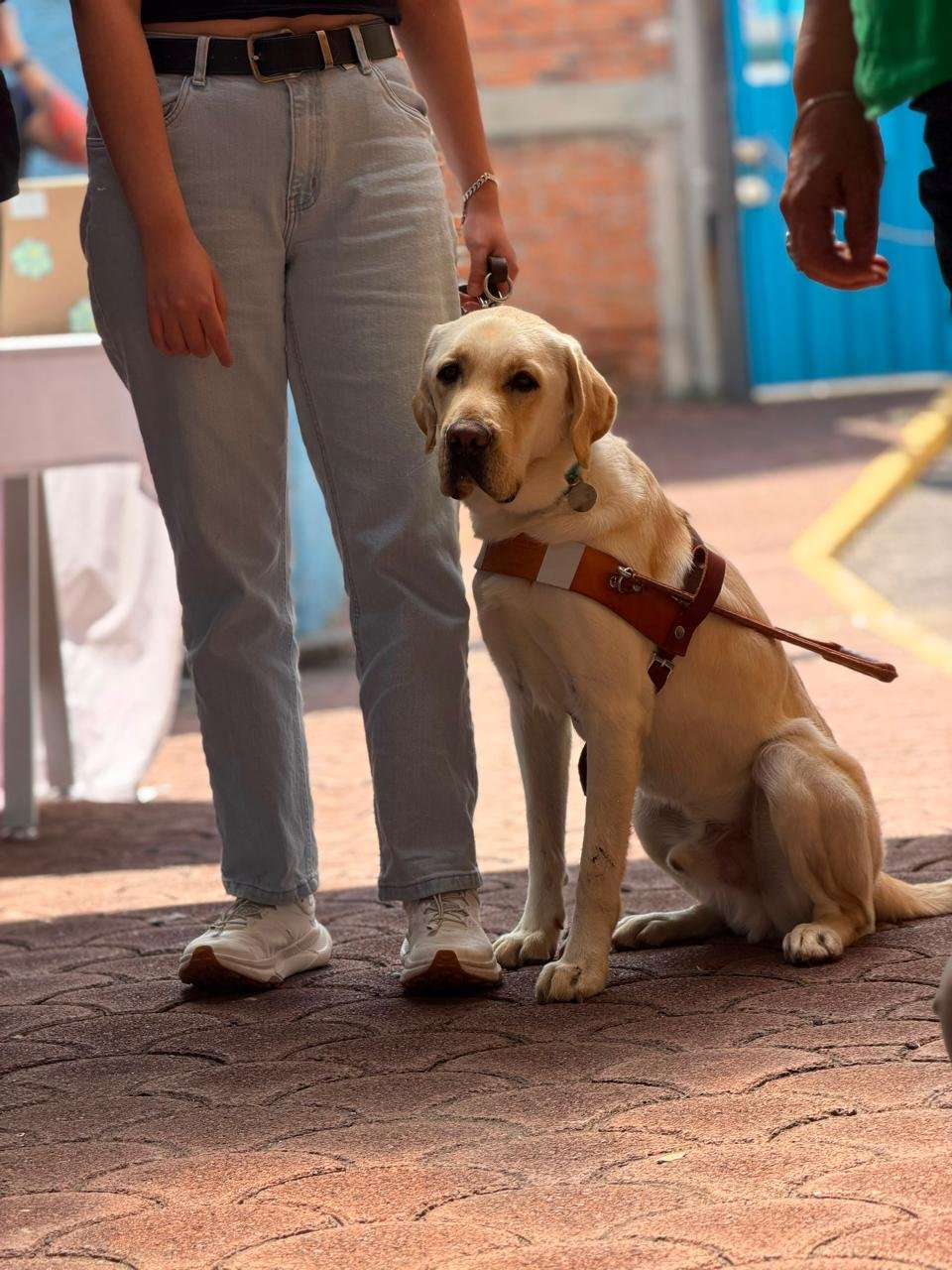 Apadrina a SAM en su trabajo como perro guía campaign photo, 2 of 6