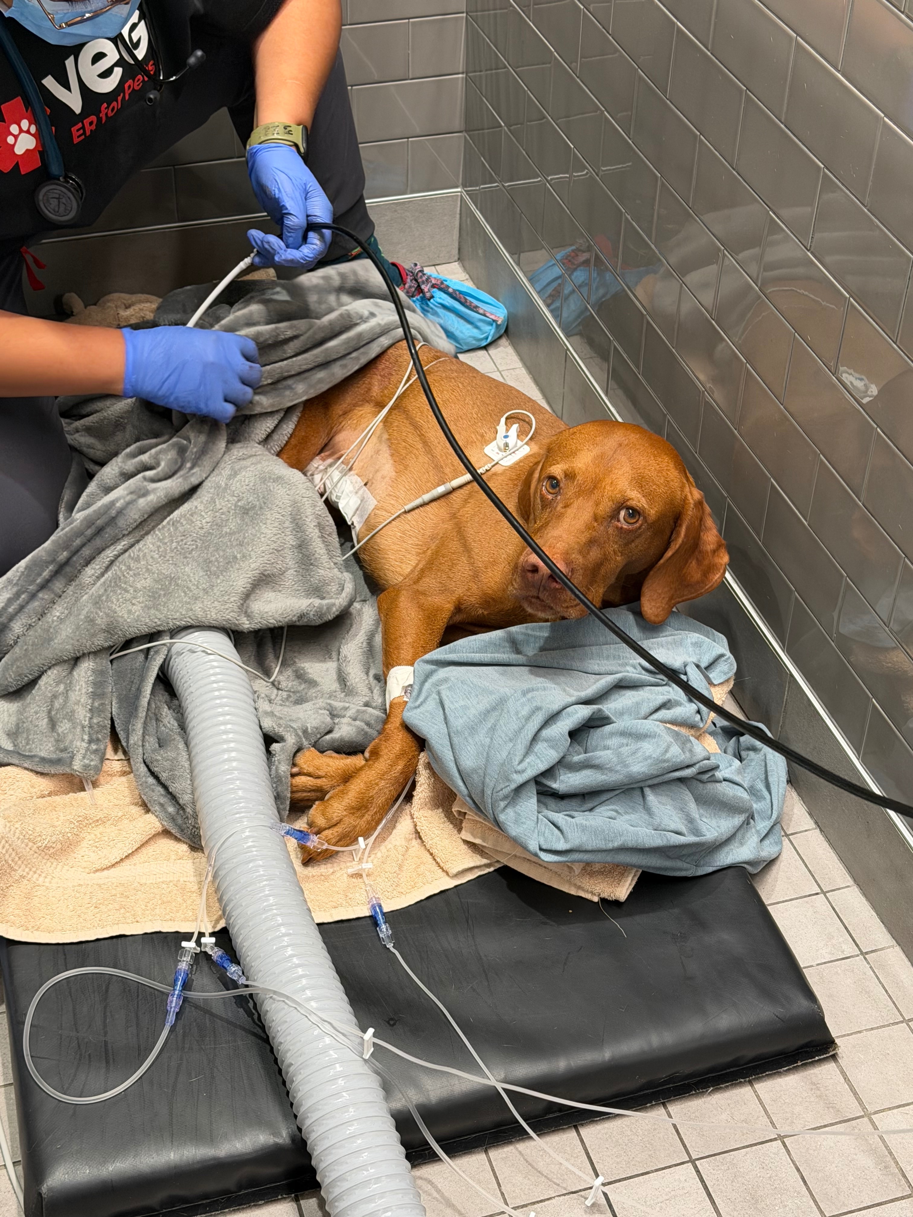 Help Oslo Recover from Emergency Surgery campaign photo, 2 of 8