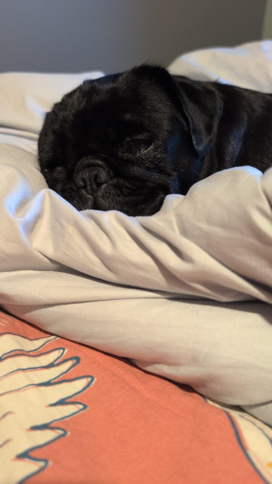 Help Save Madge's Mobility campaign photo, 5 of 6