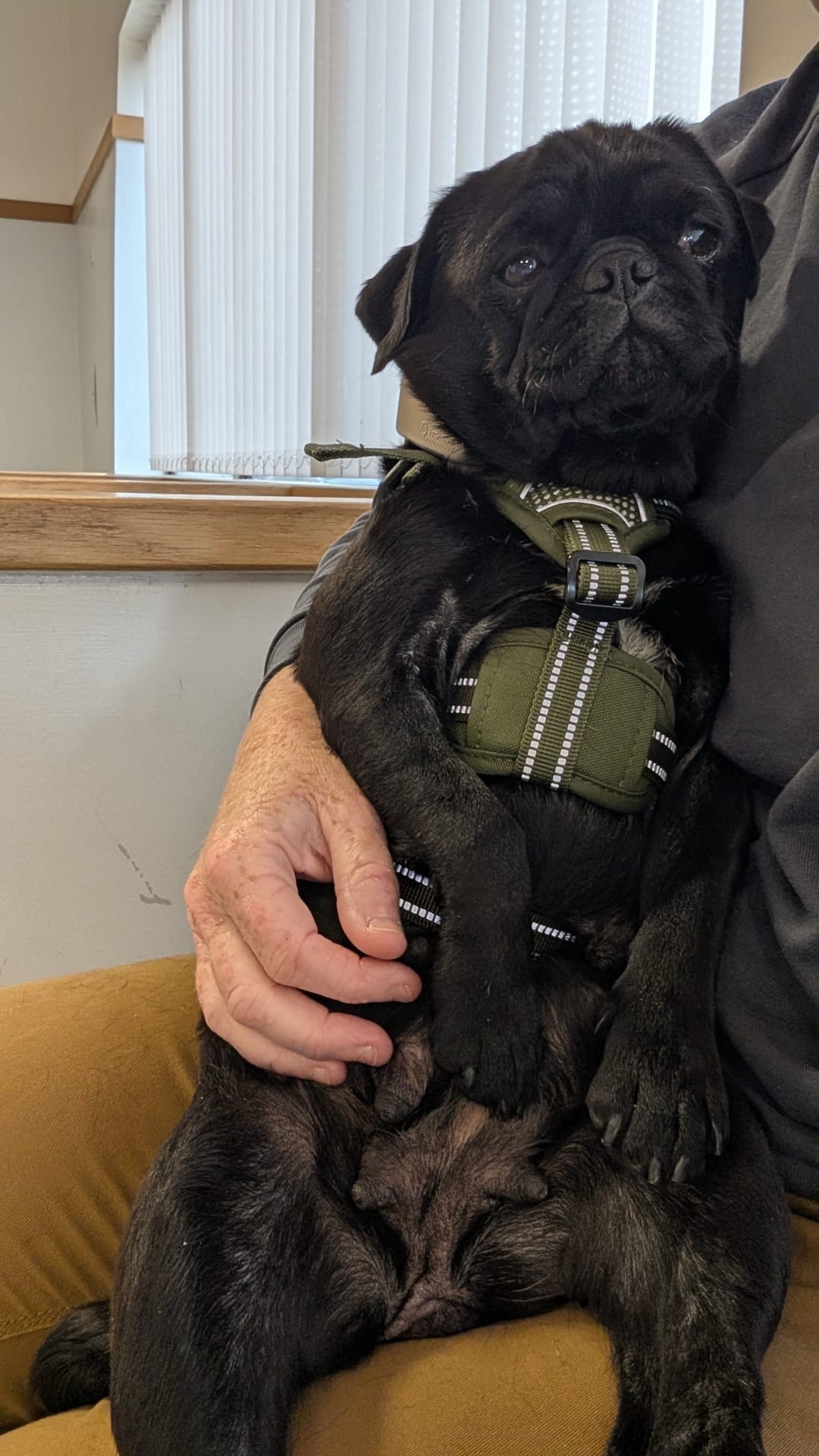 Help Save Madge's Mobility campaign photo, 2 of 6