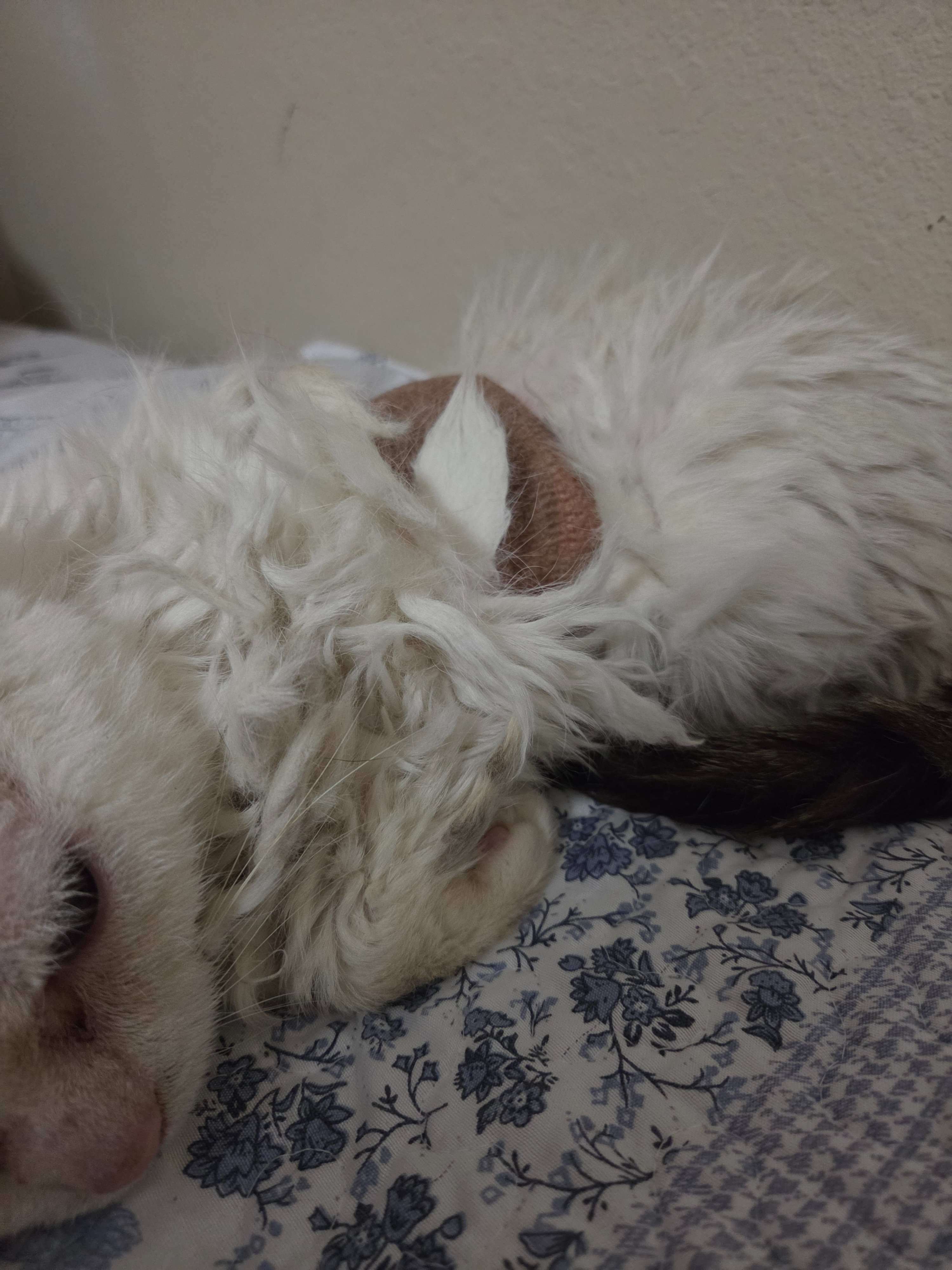 Help Butch Get Urgent Veterinary Care campaign photo, 2 of 4