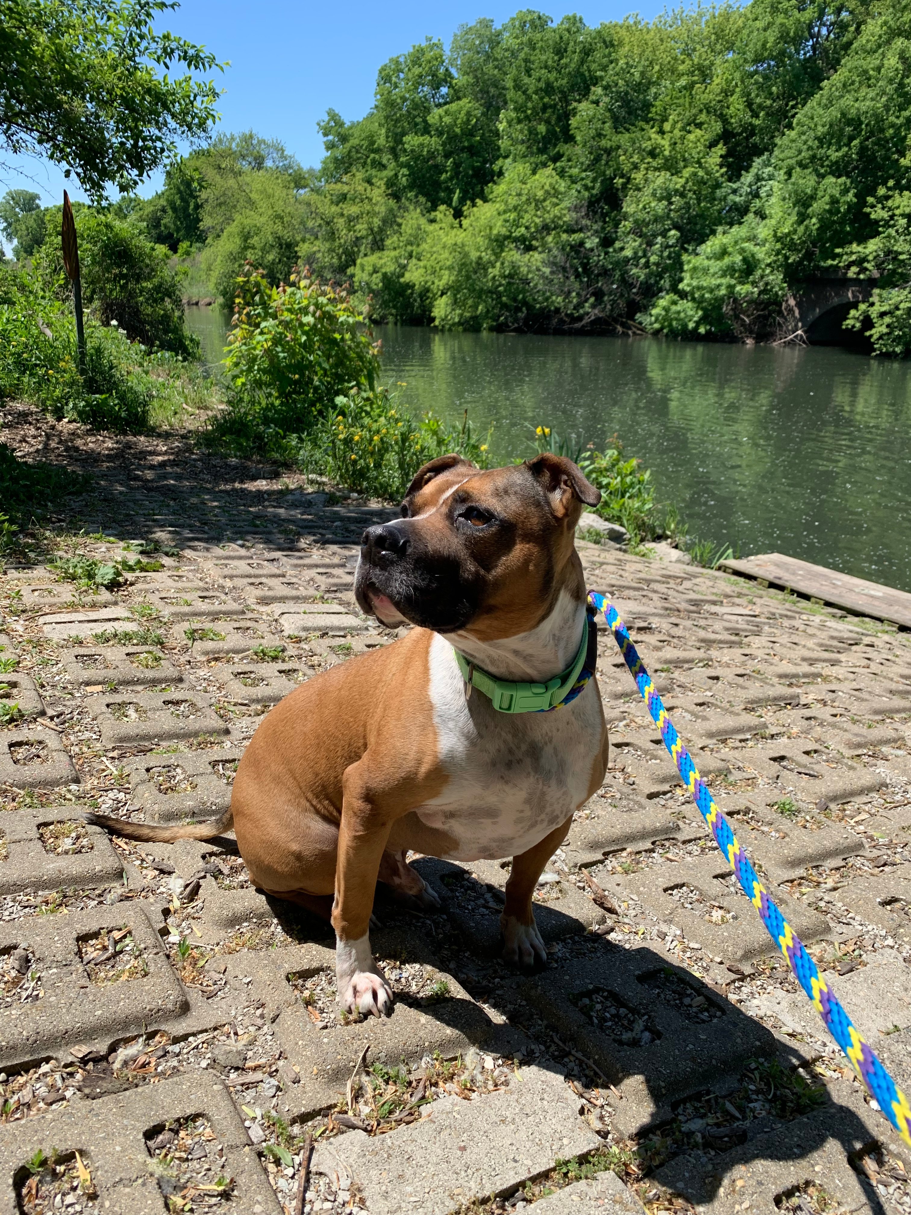 Help Marston Get His Life-Saving Surgery campaign photo, 2 of 7