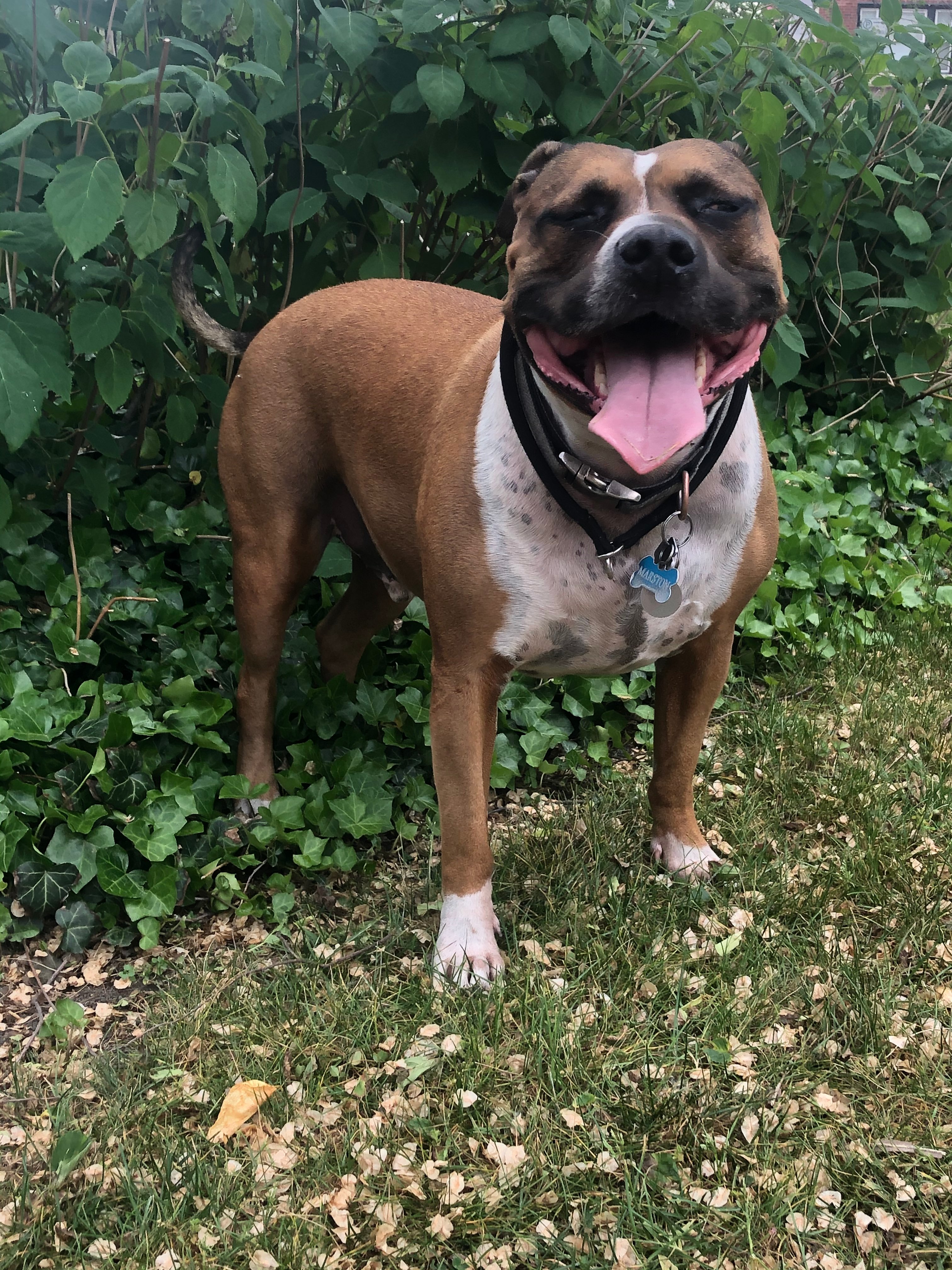 Help Marston Get His Life-Saving Surgery campaign photo, 4 of 7