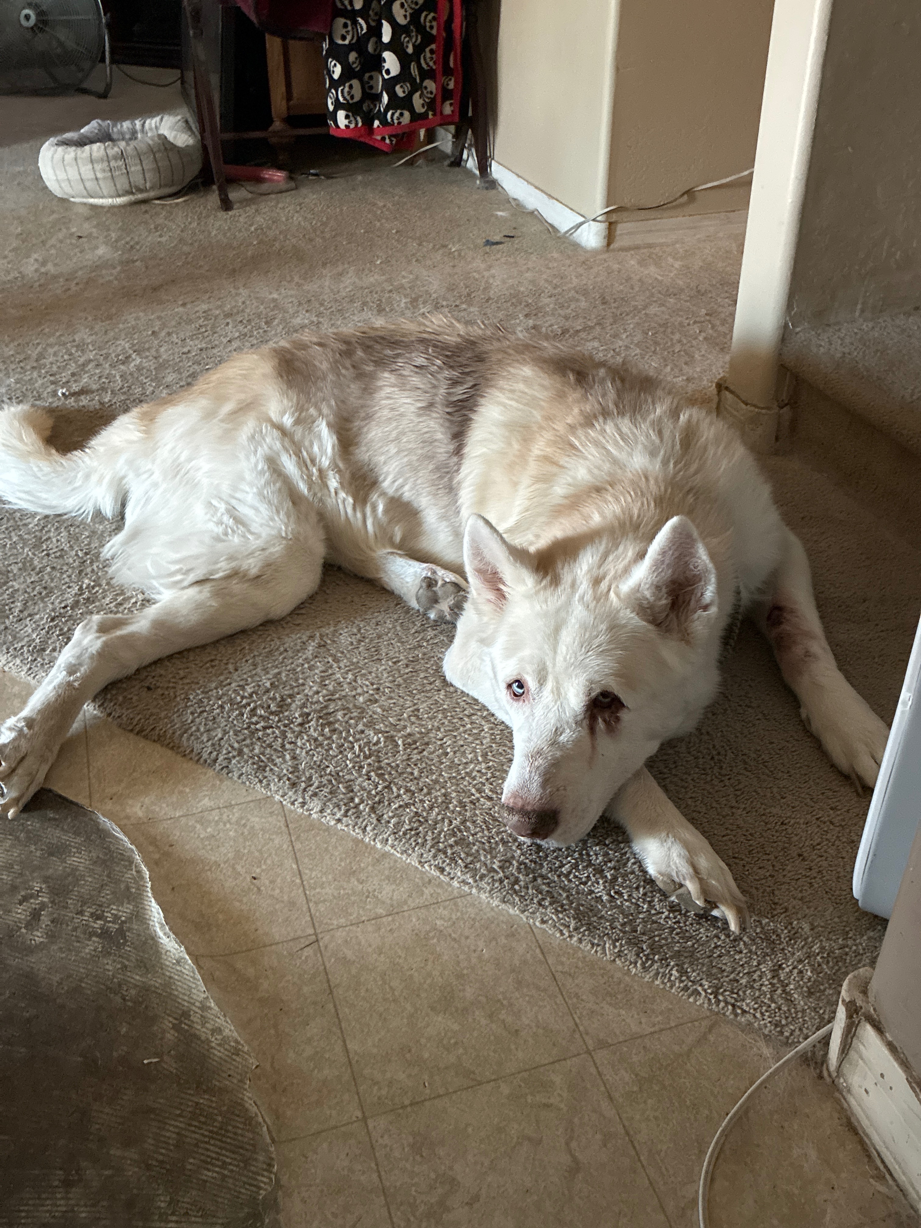 Help Yeti Pass Comfortably at Home campaign photo, 5 of 7