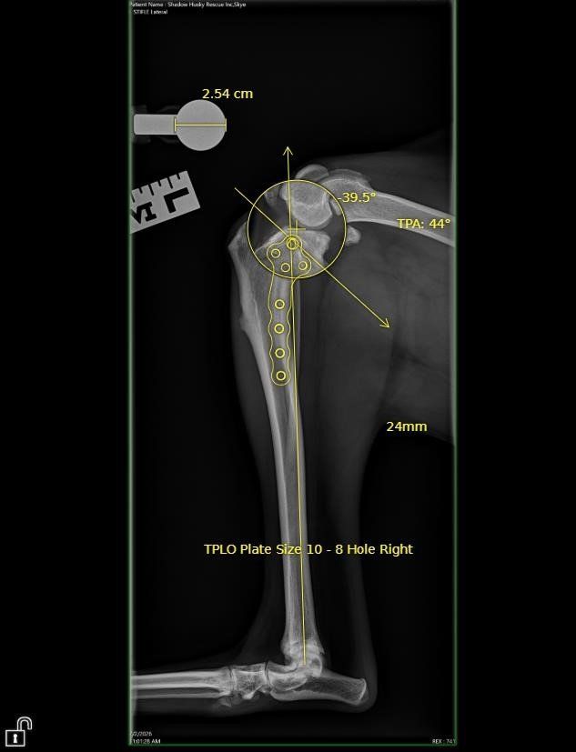Help Us Raise Funds for Skye's TPLO Surgery campaign photo, 6 of 7
