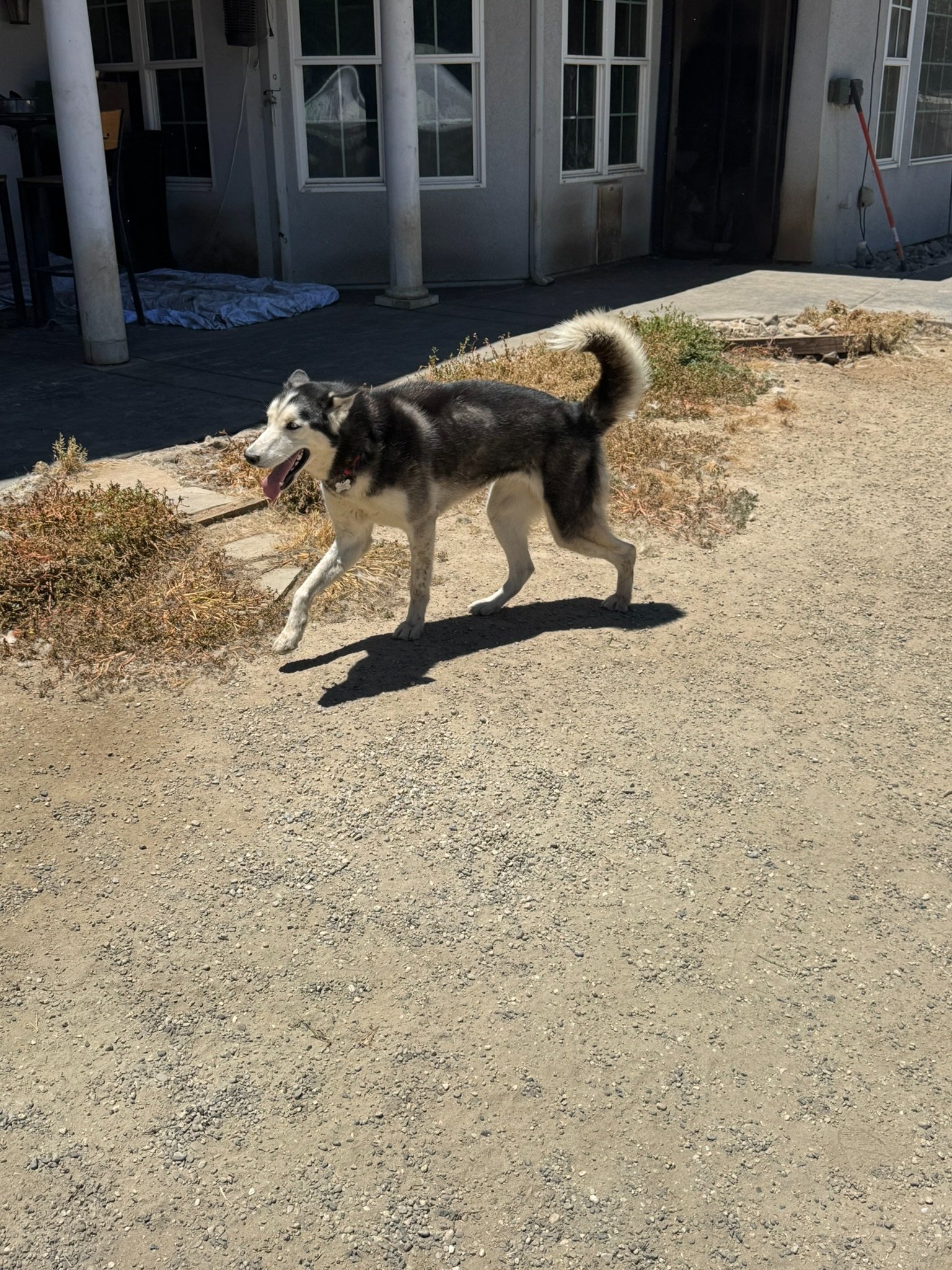 Help Us Raise Funds for Skye's TPLO Surgery campaign photo, 5 of 7