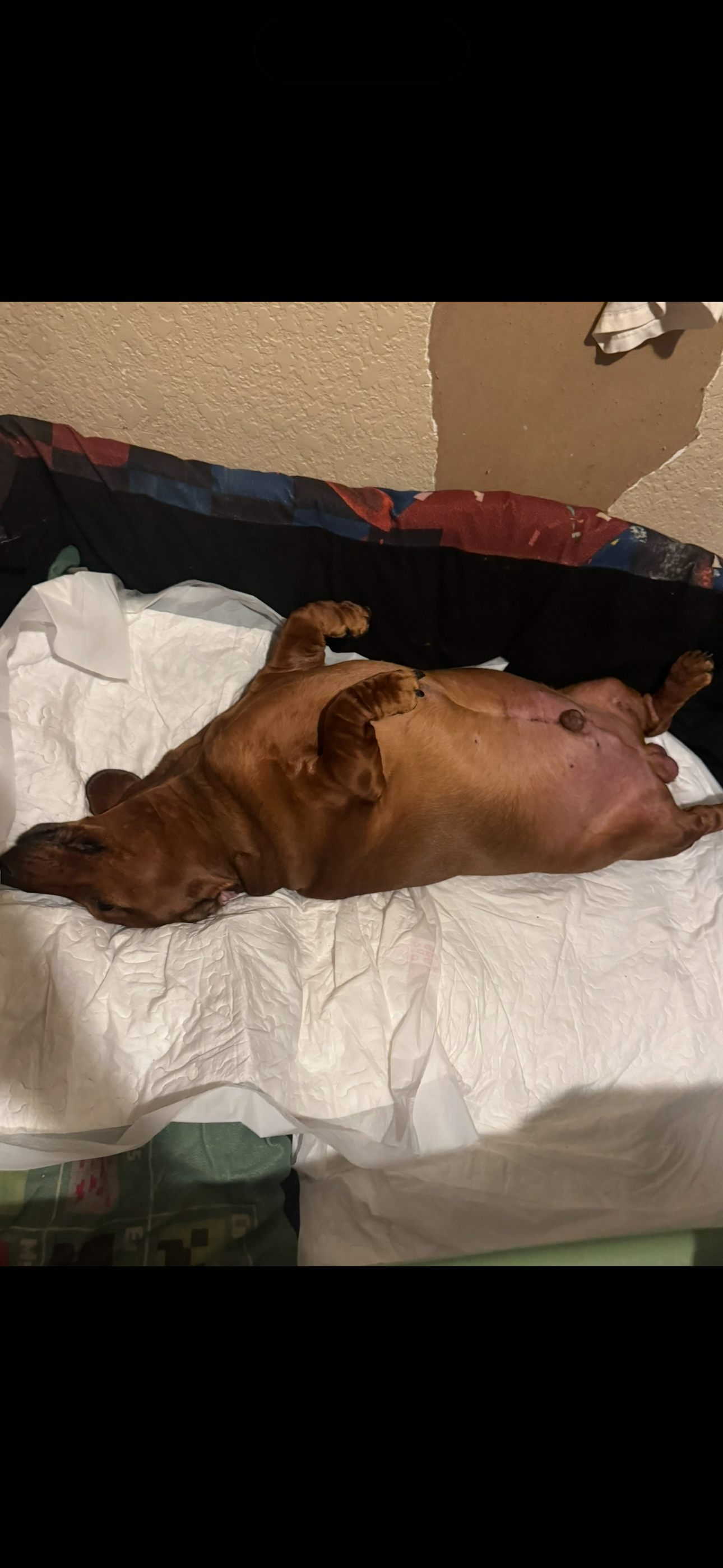 Help Loki Walk Again and Get the Care He Needs campaign photo, 4 of 5