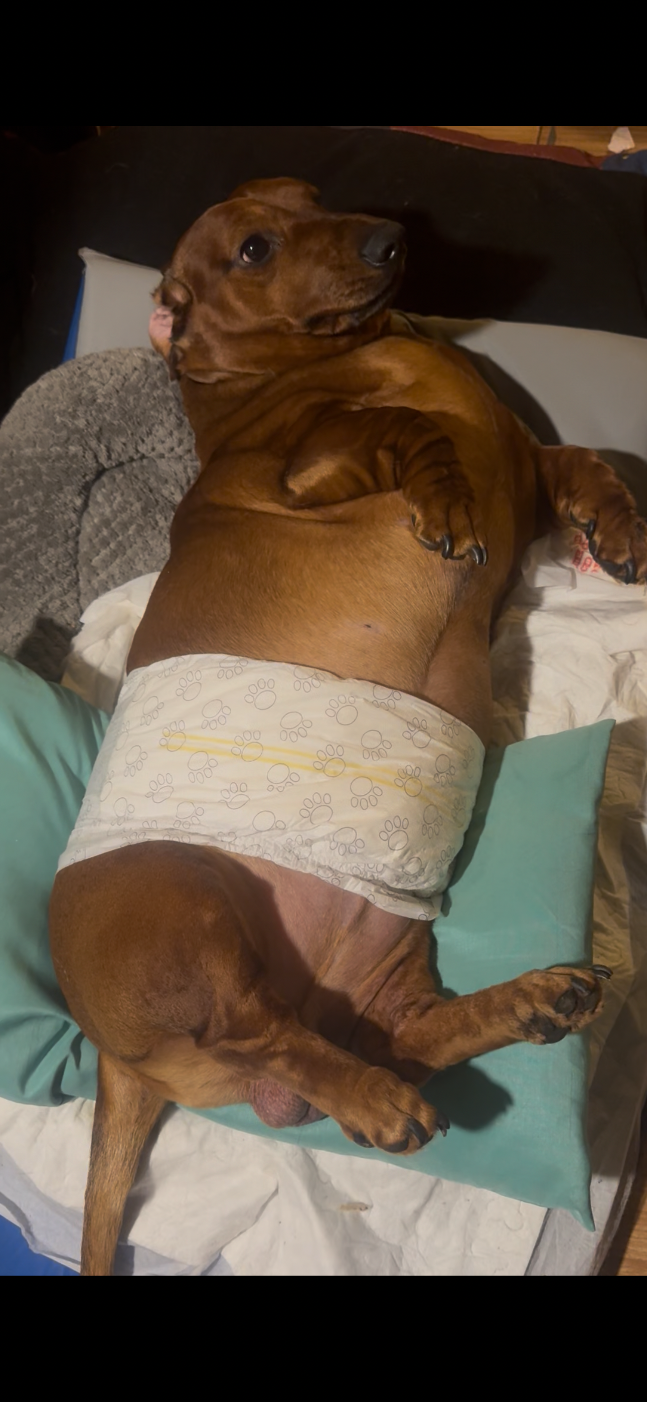 Help Loki Walk Again and Get the Care He Needs campaign photo, 2 of 5