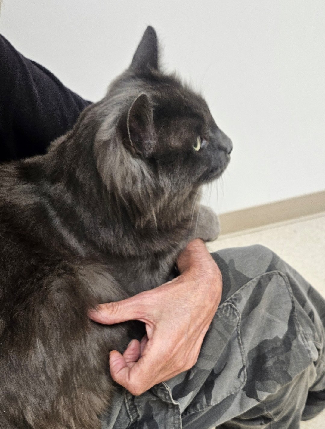 Aid Smokey's Ongoing Medical Care campaign photo, 5 of 7