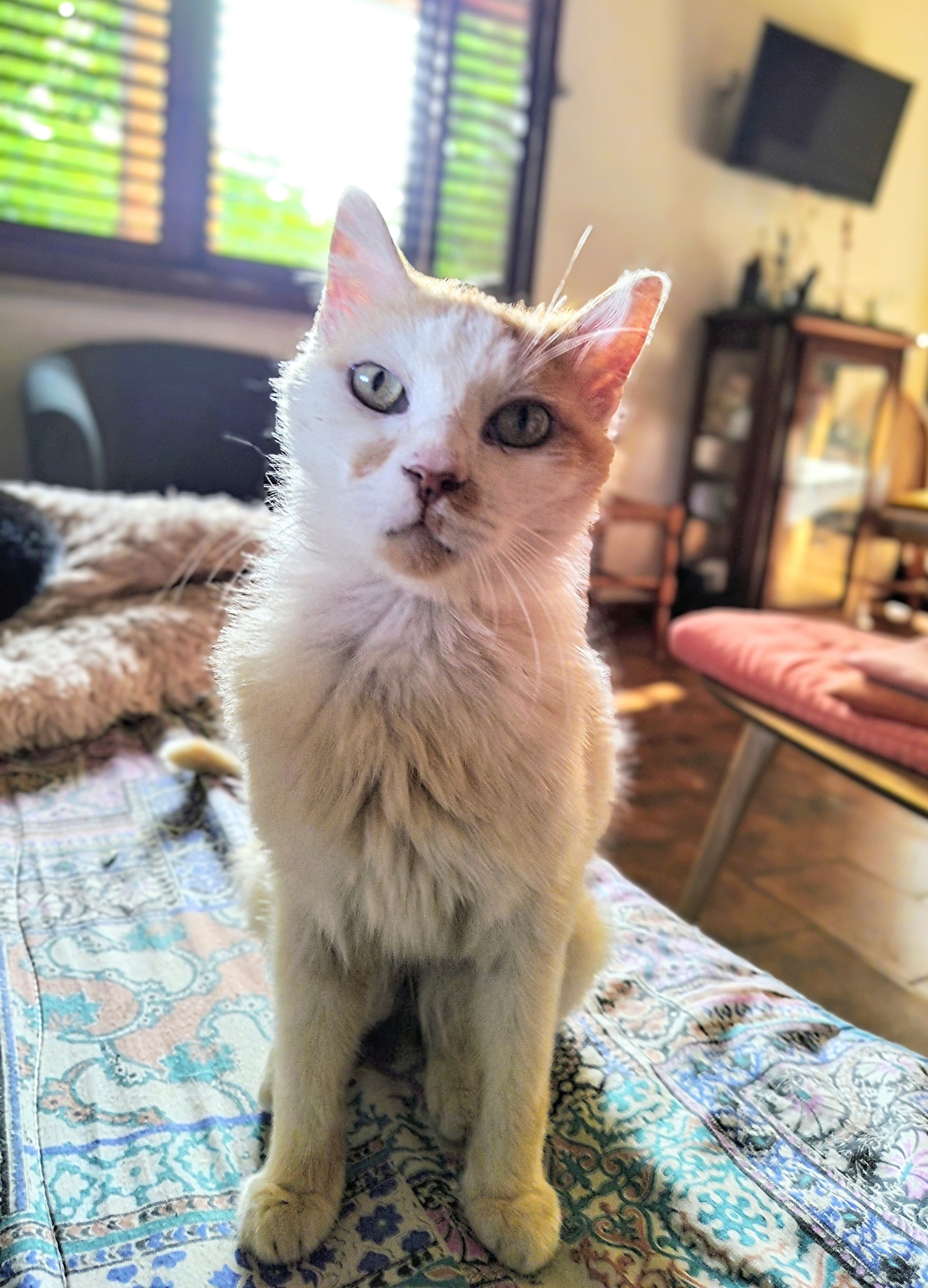Romeo ha bisogno della terapia per curare la FIP  campaign photo, 5 of 6