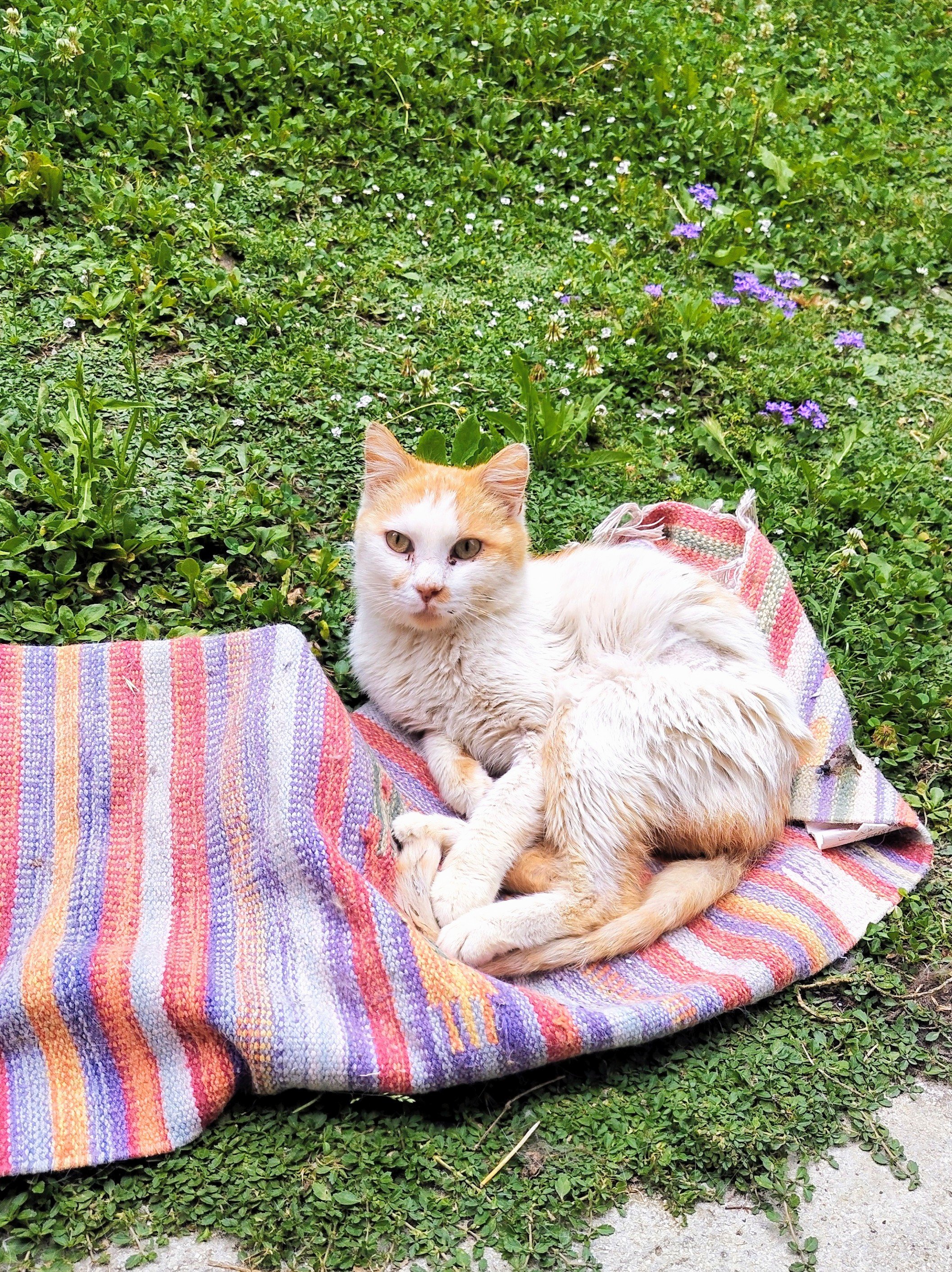 Romeo ha bisogno della terapia per curare la FIP  campaign photo, 2 of 6