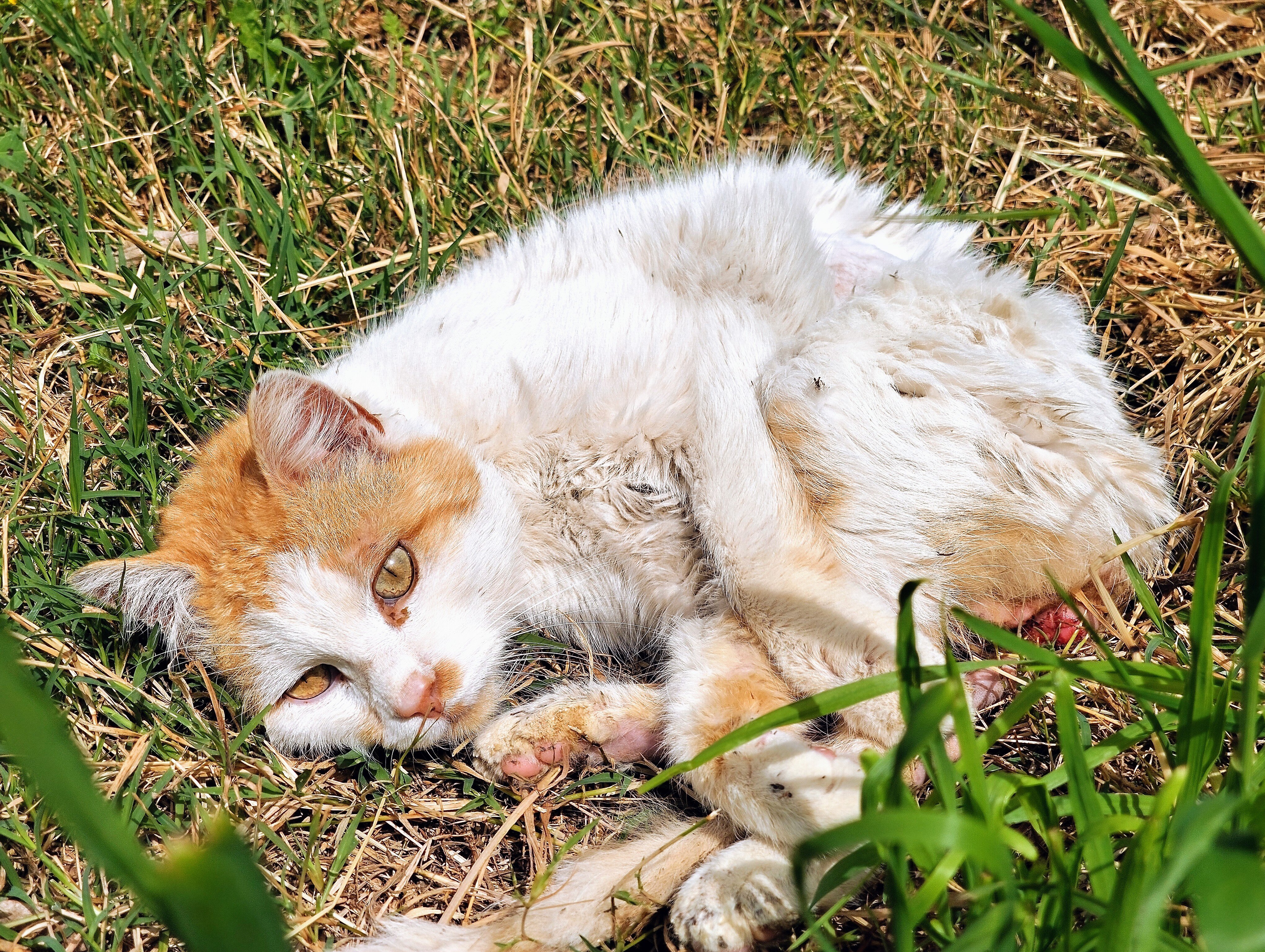 Romeo ha bisogno della terapia per curare la FIP  campaign photo, 4 of 6