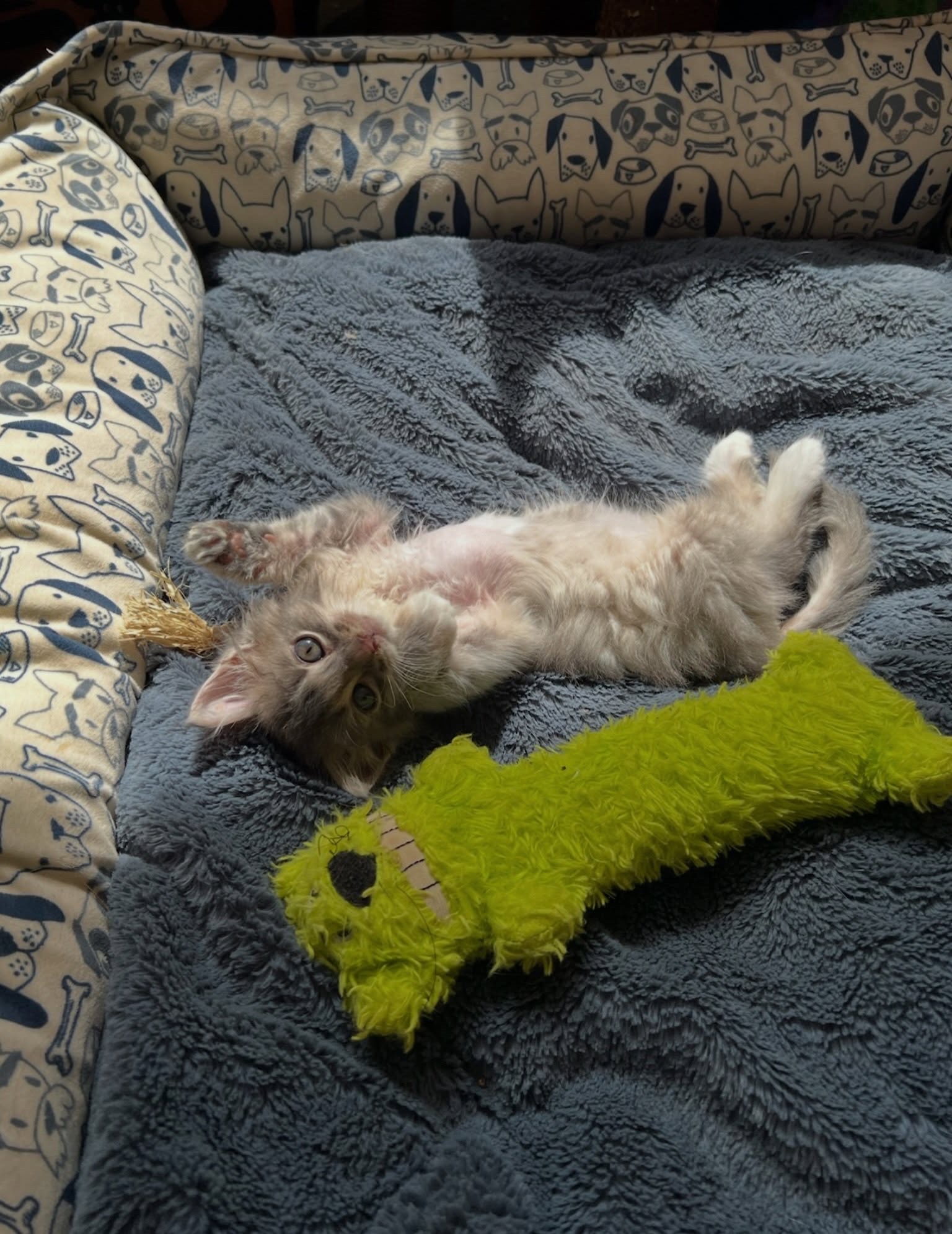 Help Get Bobbie to LA for Surgery campaign photo, 2 of 8
