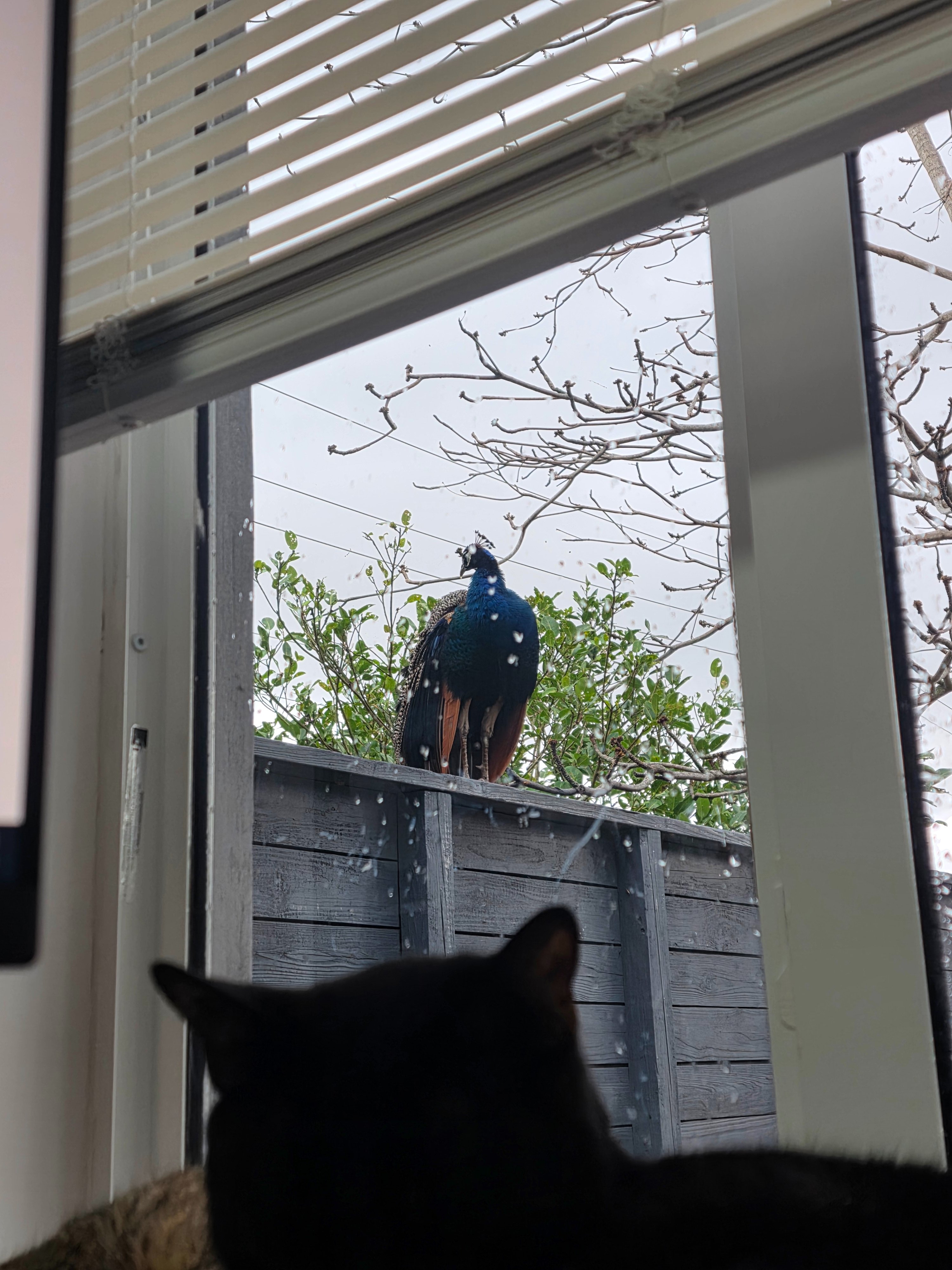 Help Save Prosciutto the Peacock campaign photo, 6 of 7