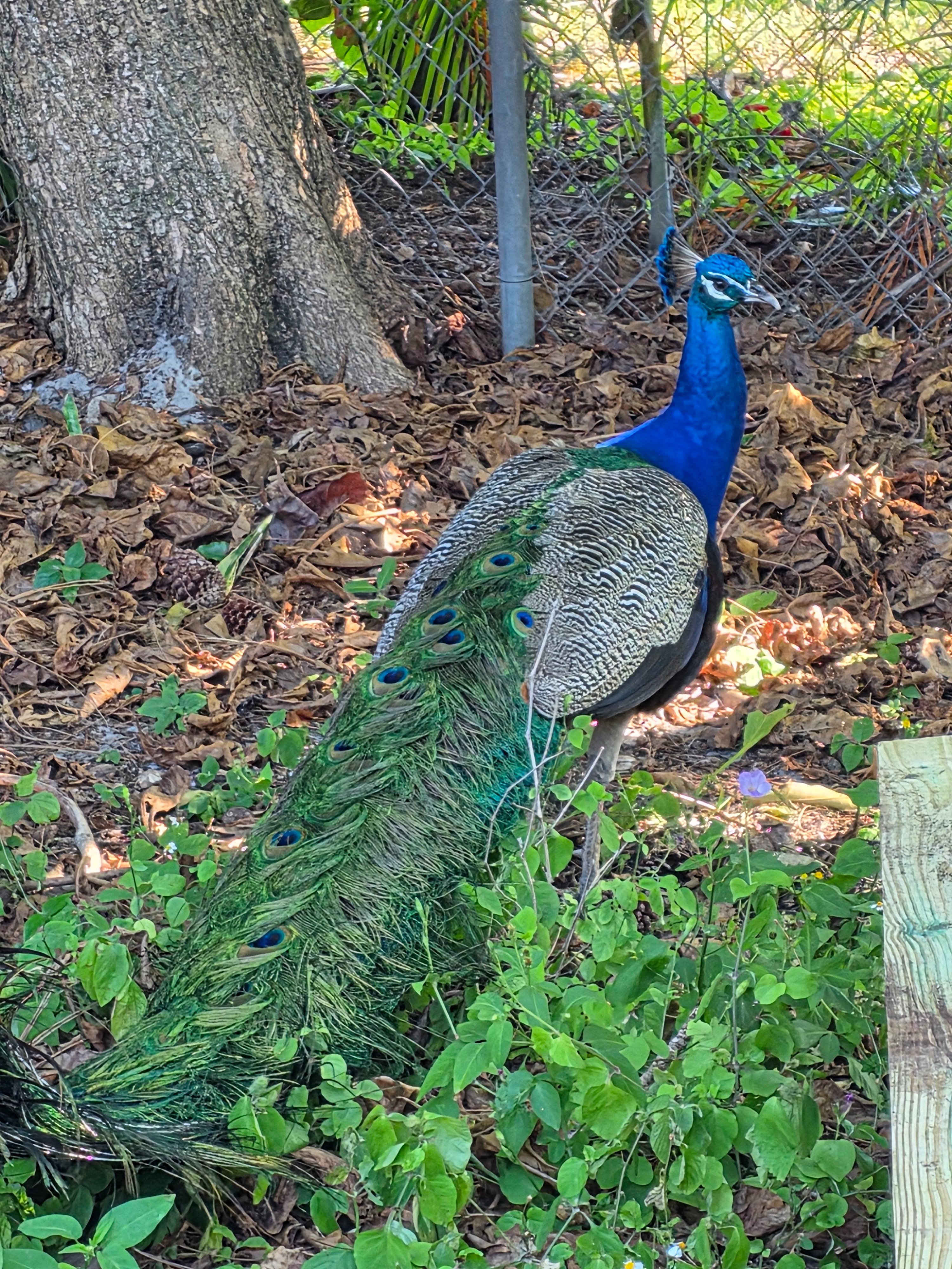 Help Save Prosciutto the Peacock campaign photo, 2 of 7