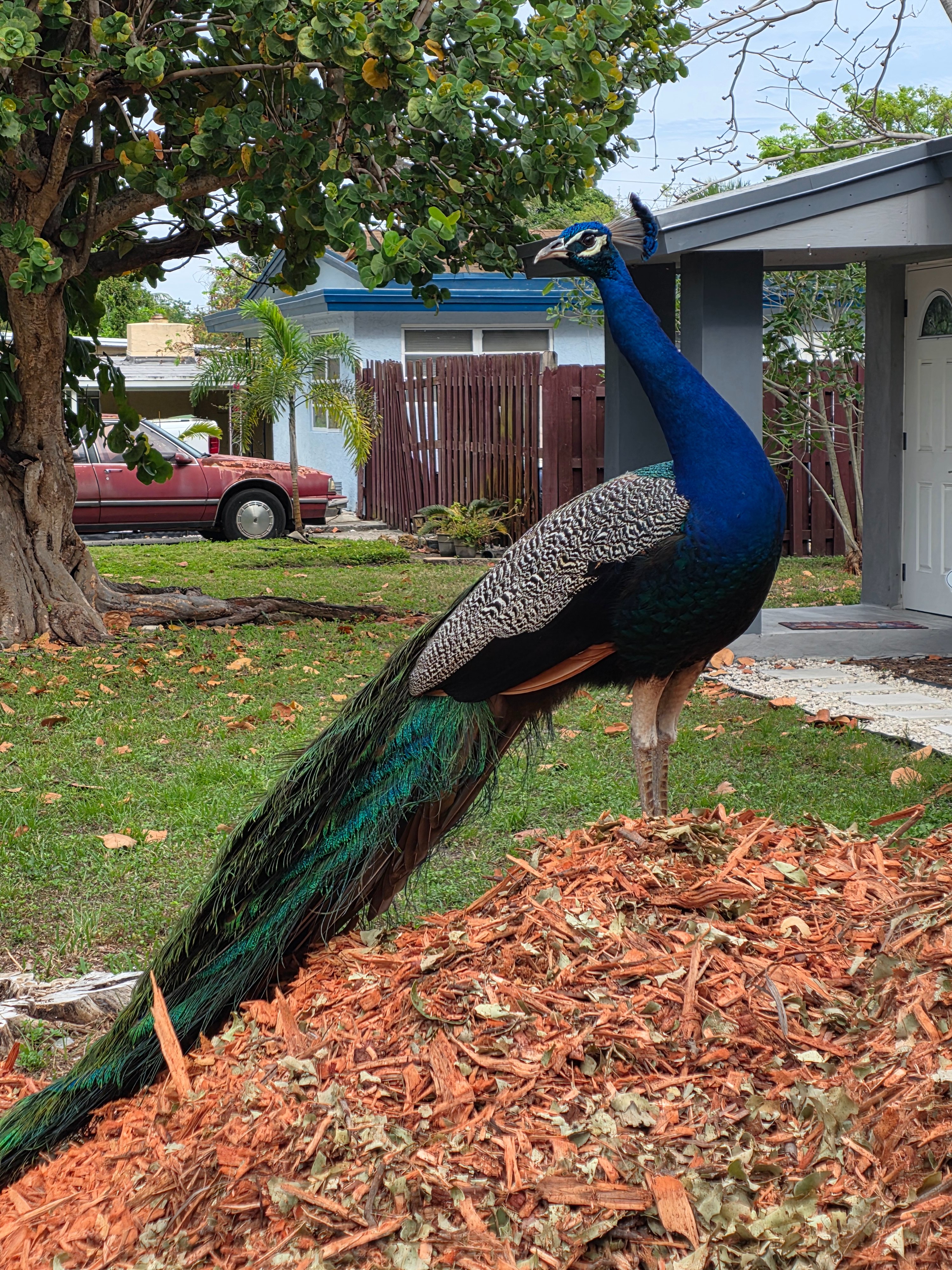 Help Save Prosciutto the Peacock campaign photo, 5 of 7
