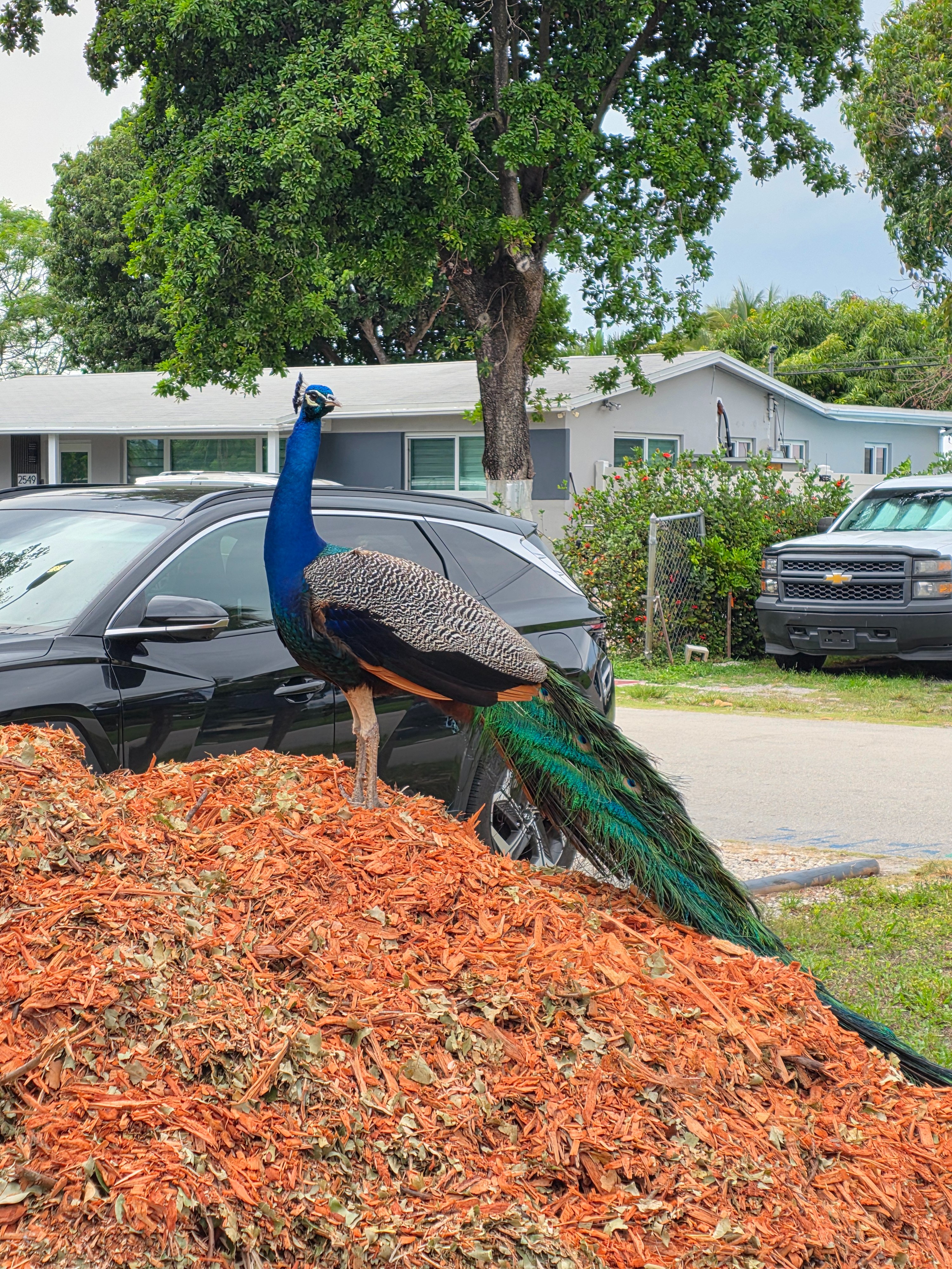 Help Save Prosciutto the Peacock campaign photo, 4 of 7