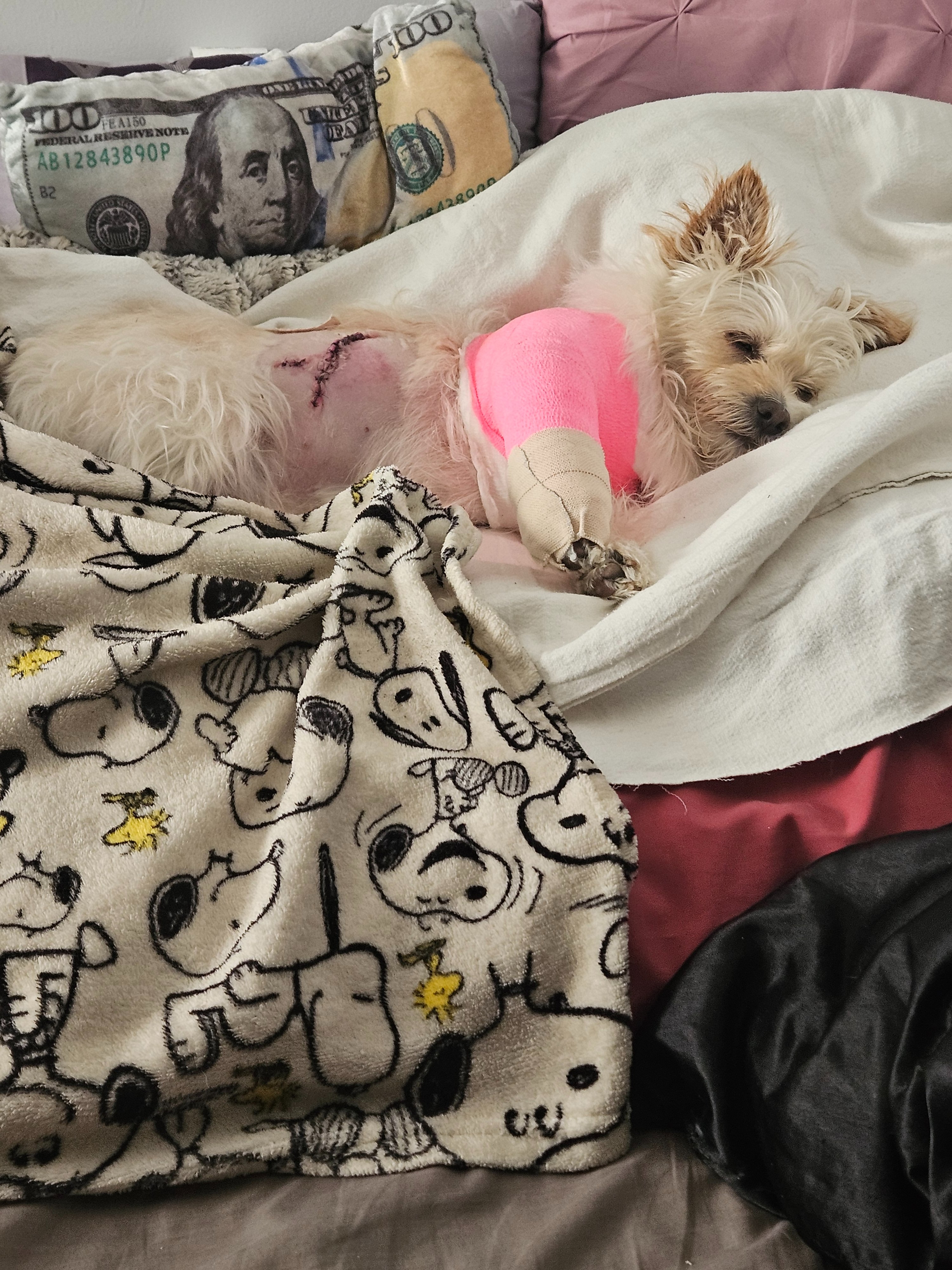 Fundraiser by Liza Henriquez : Help Snoopy Recover After a