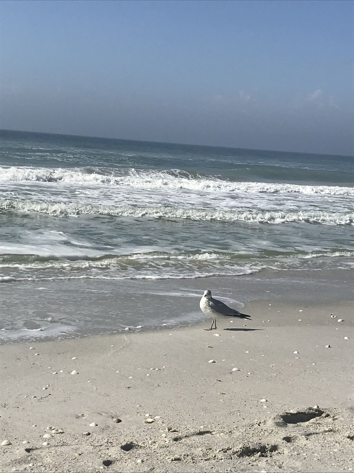 Help Restore Public Parking for Beach Access in Boca Grande campaign photo, 7 of 8