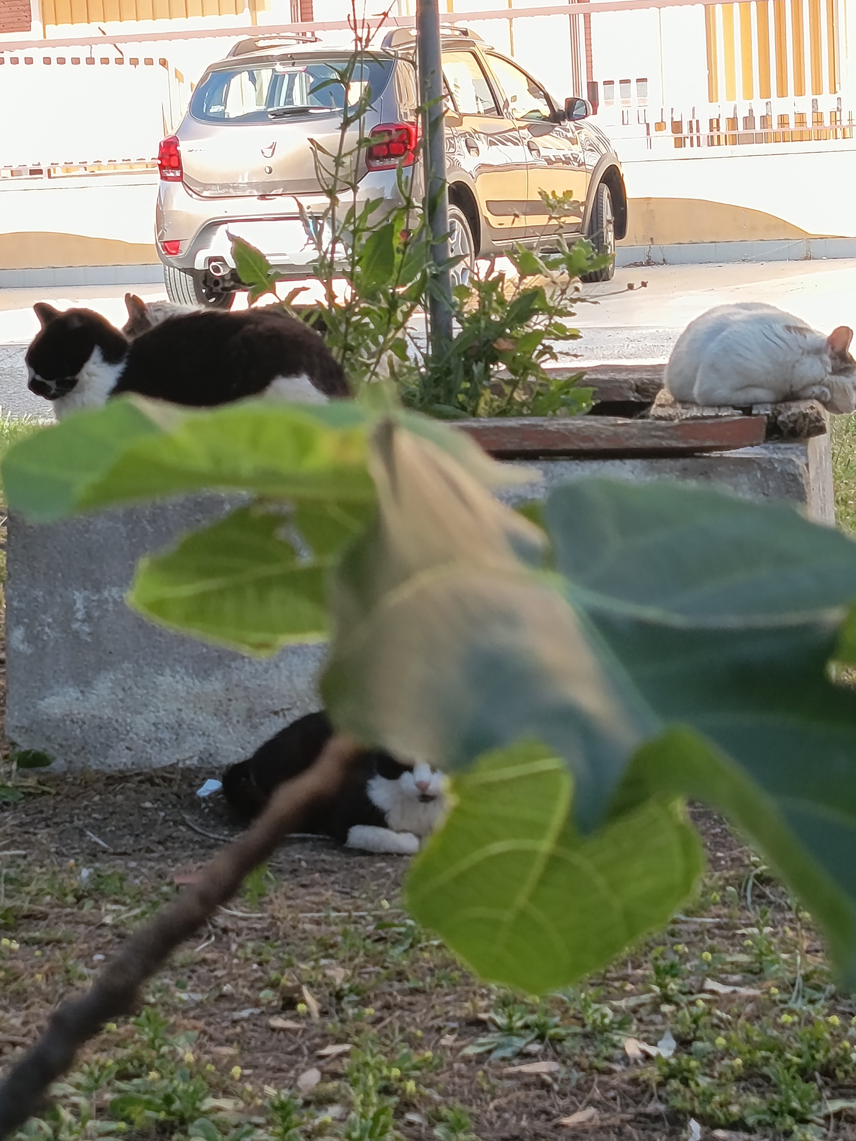 cuccioli abbandonati  campaign photo, 5 of 6