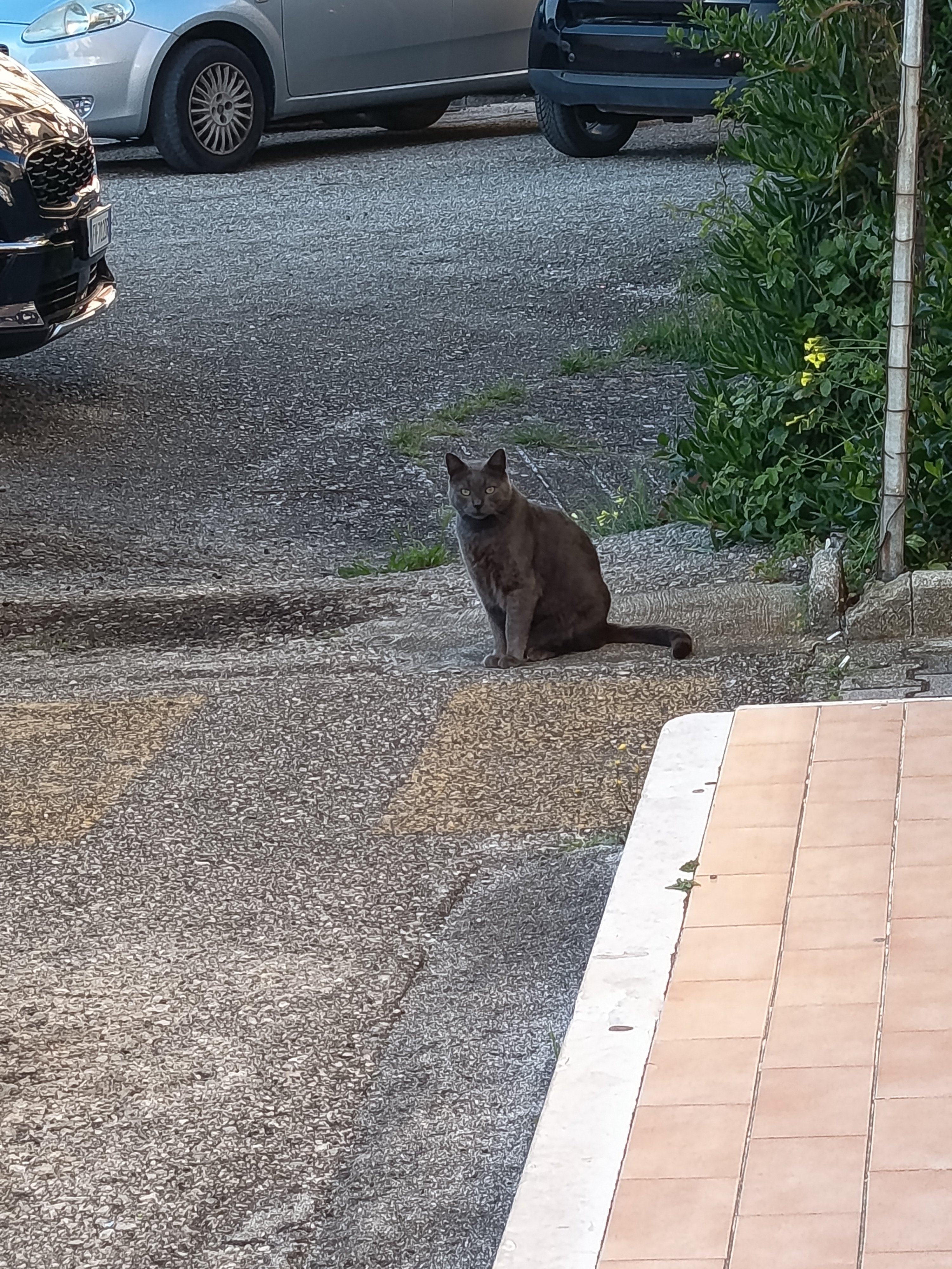 cuccioli abbandonati  campaign photo, 2 of 6