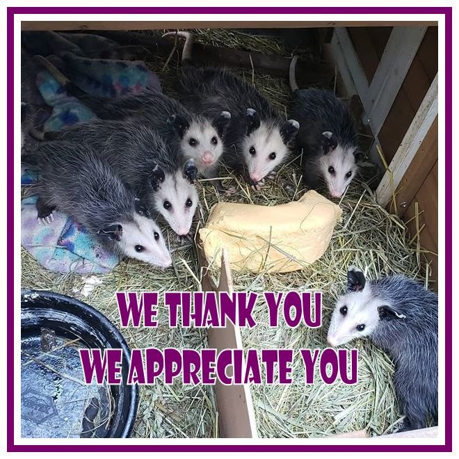 Help Save Misfits Rehab's Home campaign photo, 2 of 8