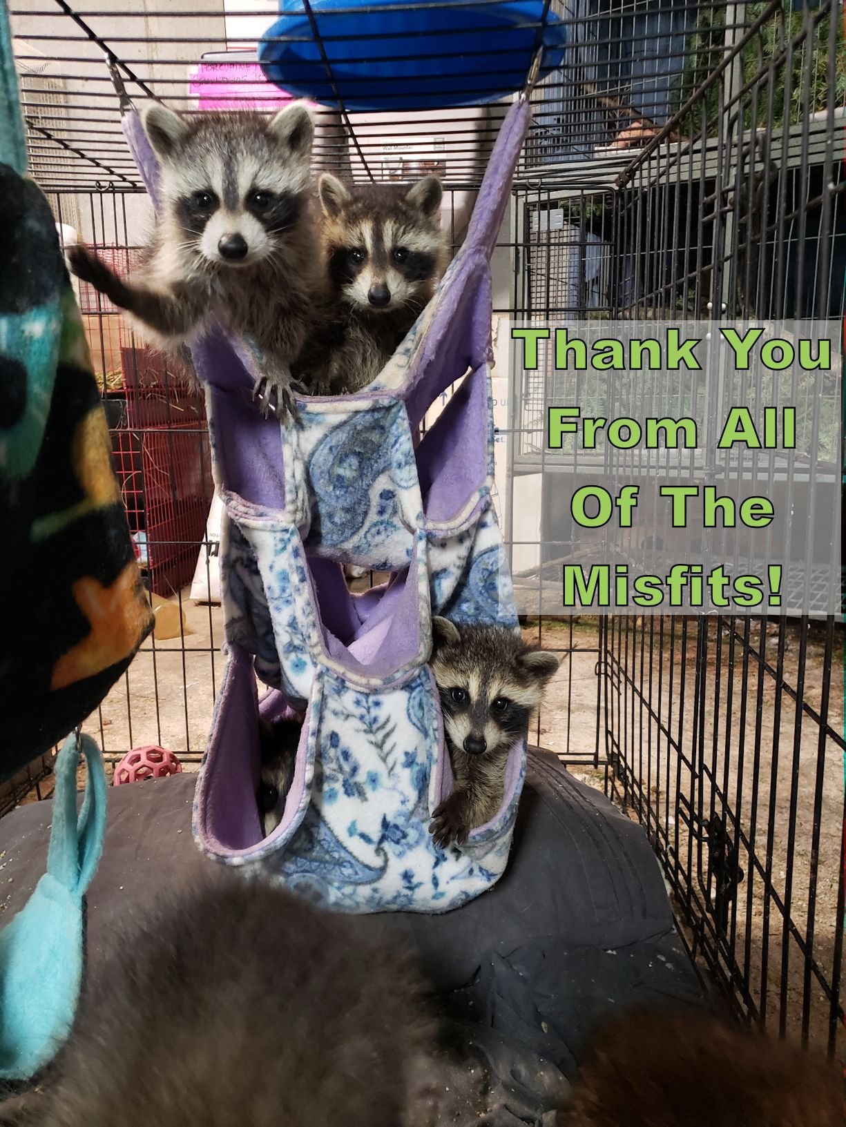 Help Save Misfits Rehab's Home campaign photo, 6 of 8