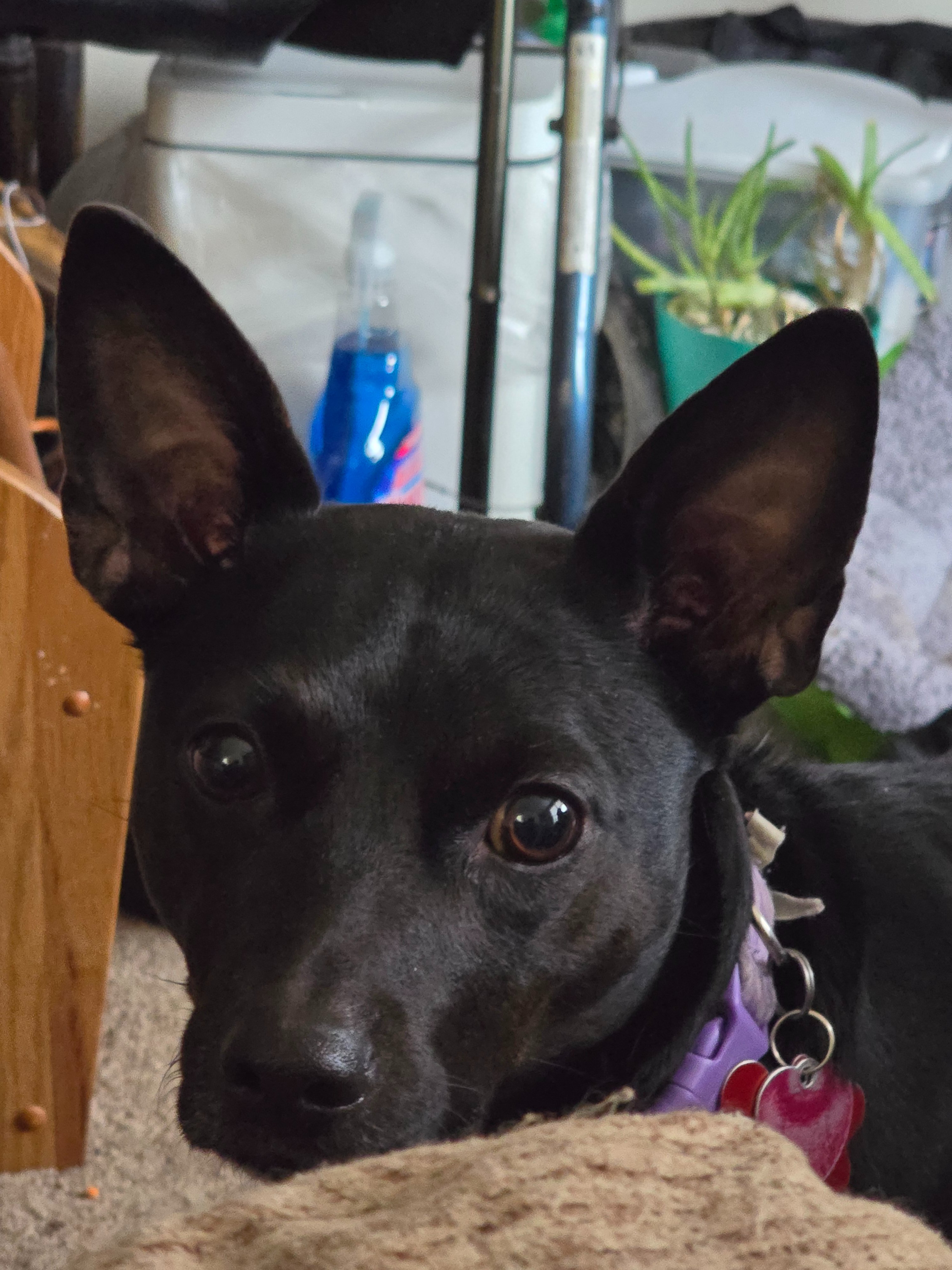 Help Jessica and Pets Relocate to Safety campaign photo, 4 of 8