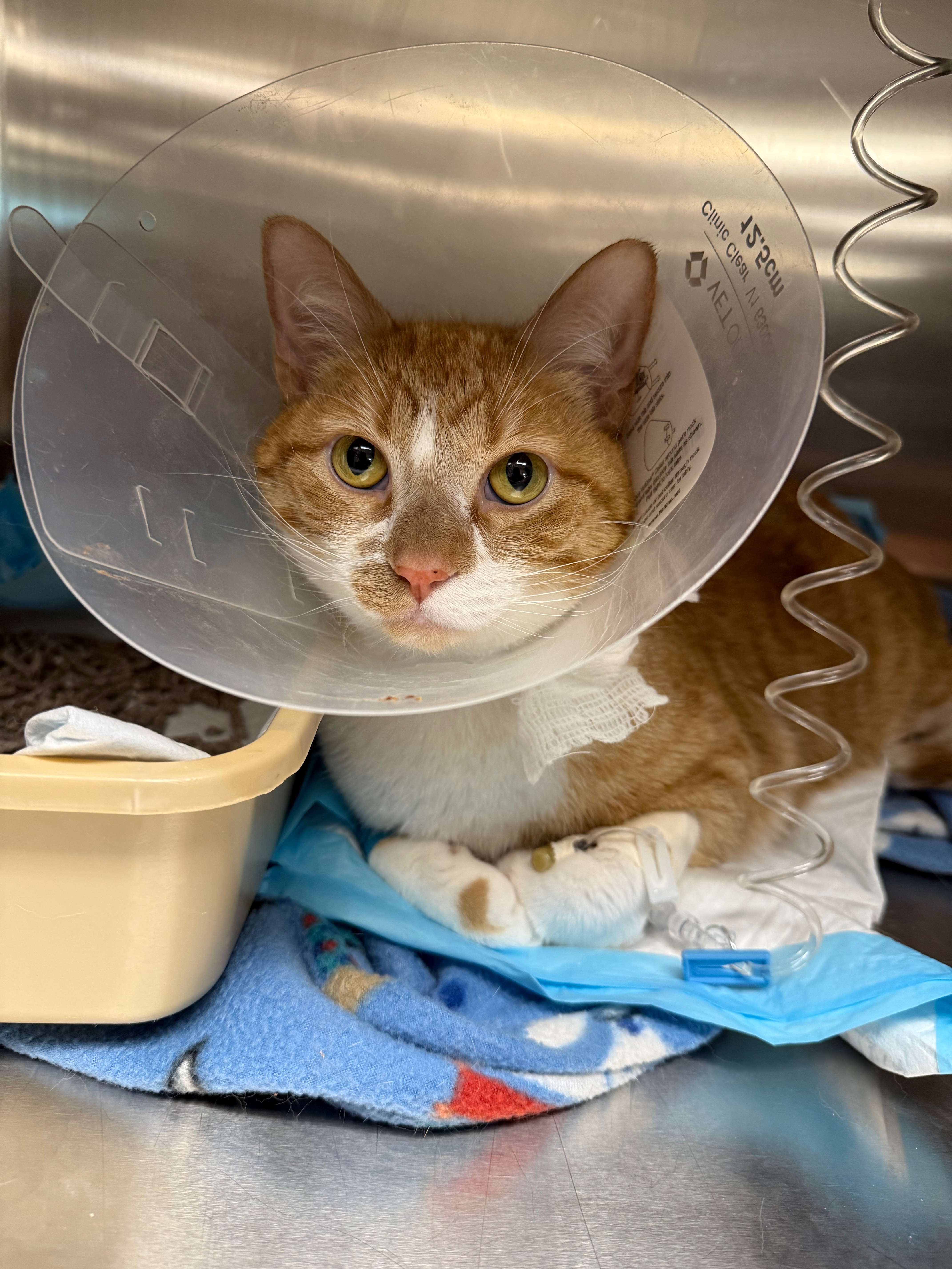 Help for Wally's Unexpected Vet Bills campaign photo, 6 of 7